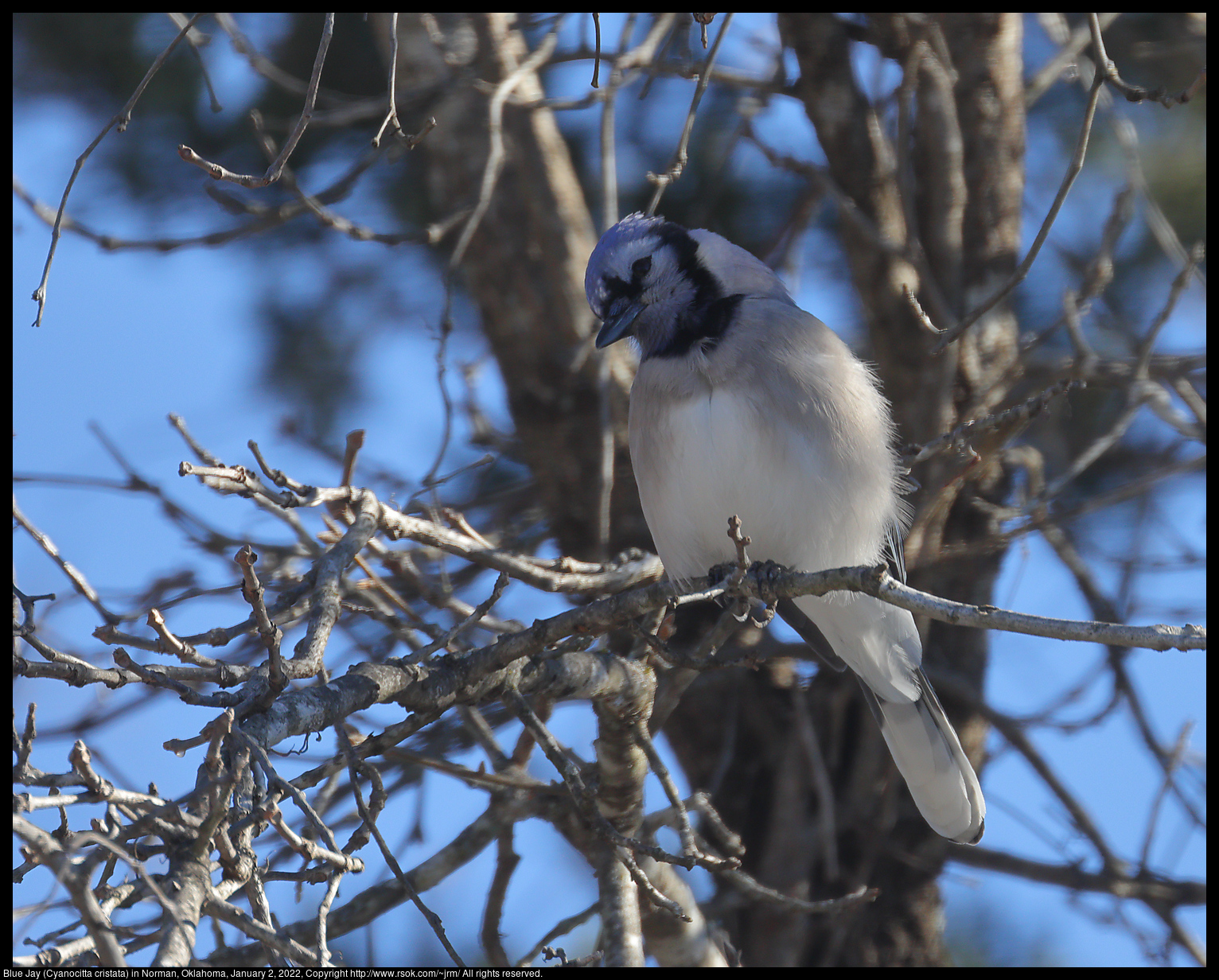 Blue Jay (Cyanocitta cristata) in Norman, Oklahoma, January 2, 2022