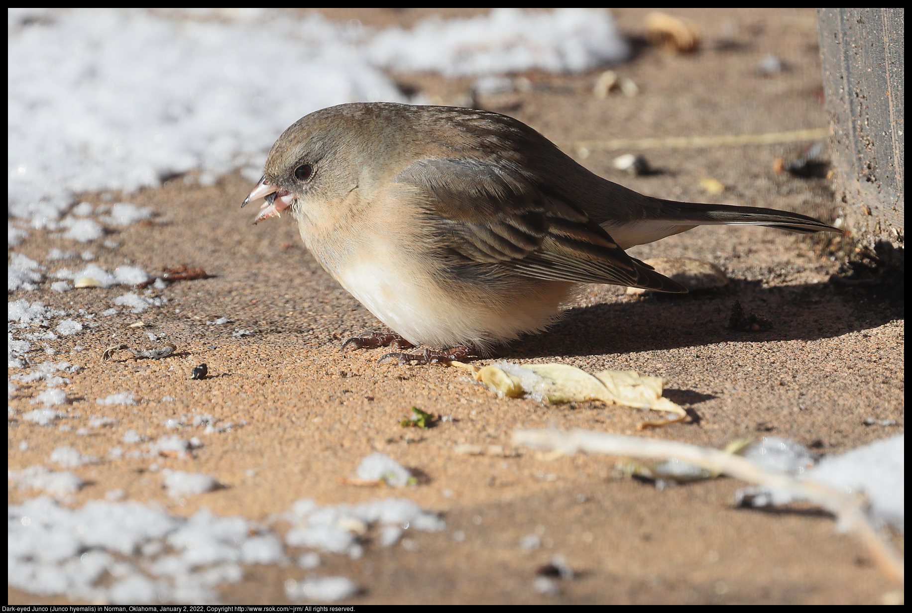 Dark-eyed Junco (Junco hyemalis) in Norman, Oklahoma, January 2, 2022