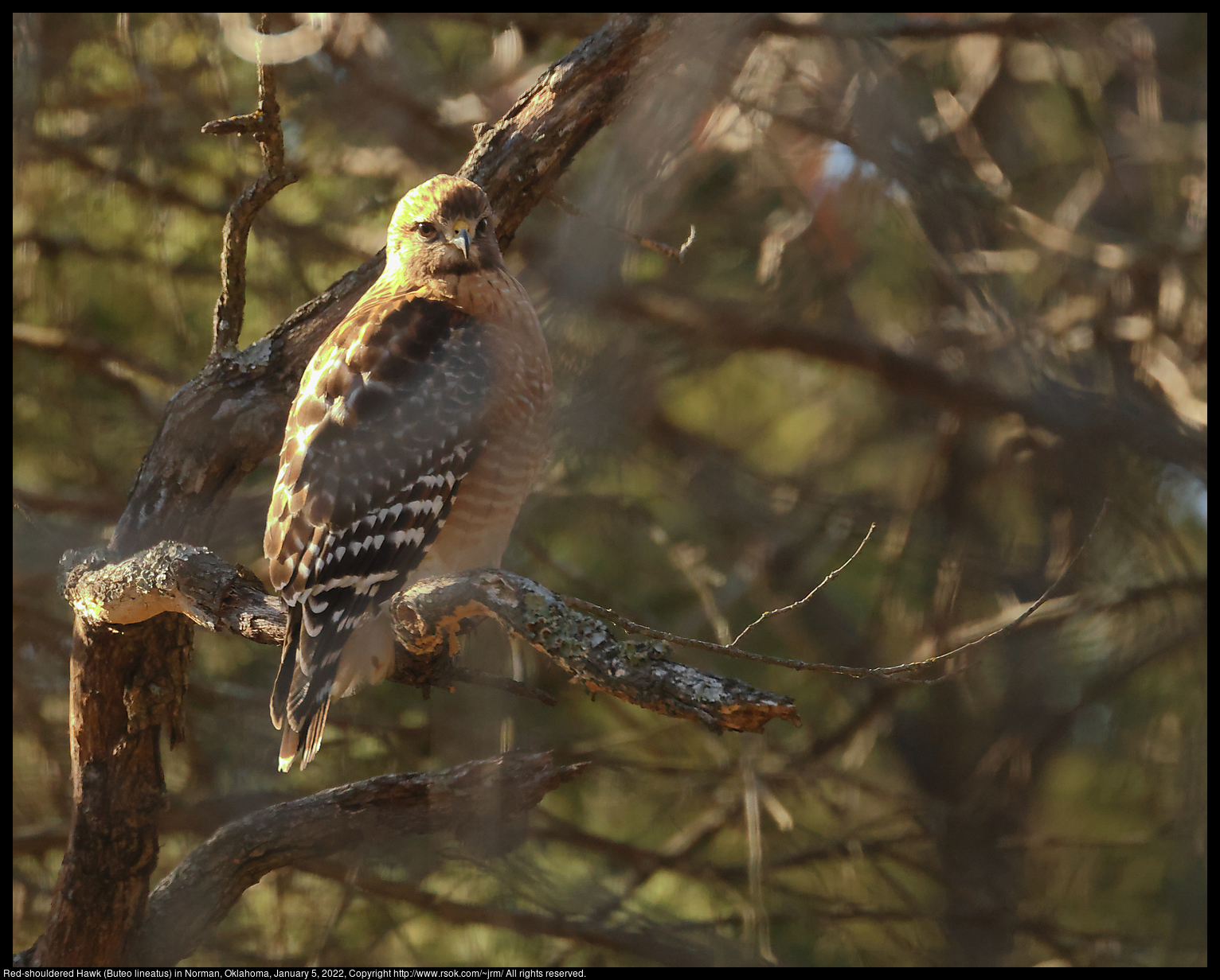 Red-shouldered Hawk (Buteo lineatus) in Norman, Oklahoma, January 5, 2022