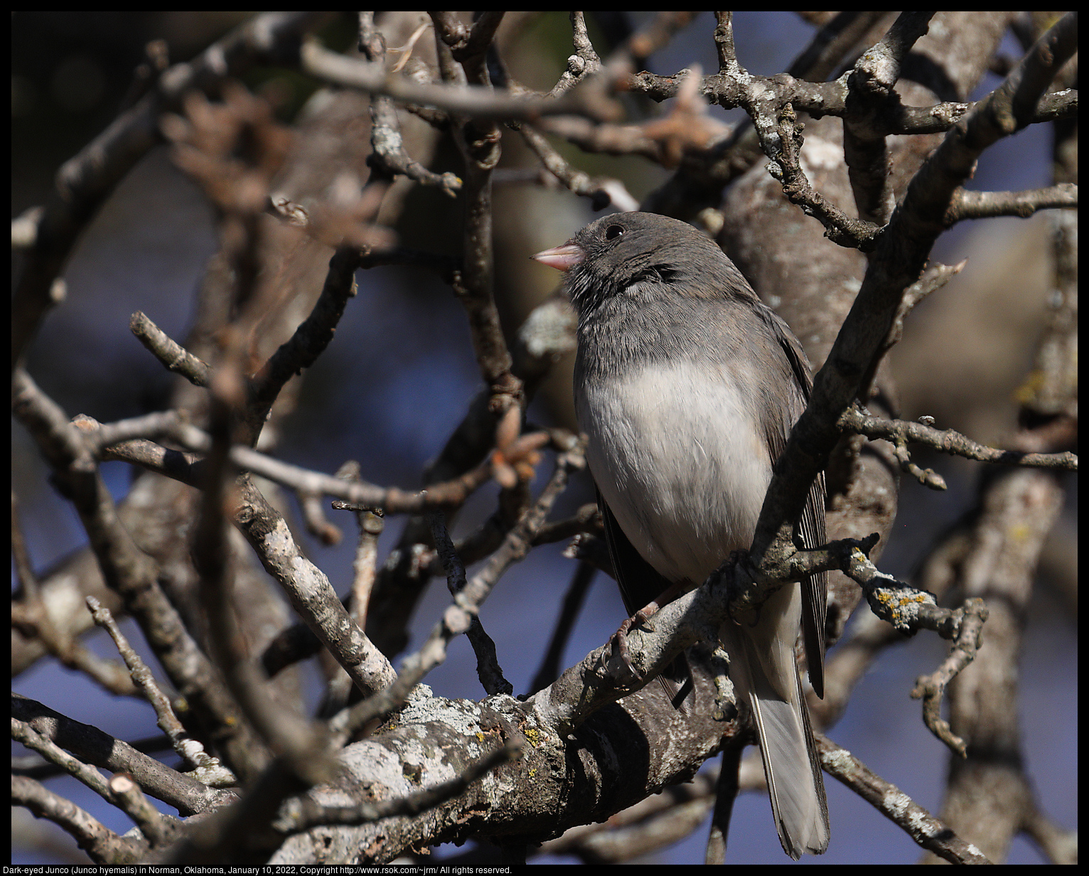 Dark-eyed Junco (Junco hyemalis) in Norman, Oklahoma, January 10, 2022