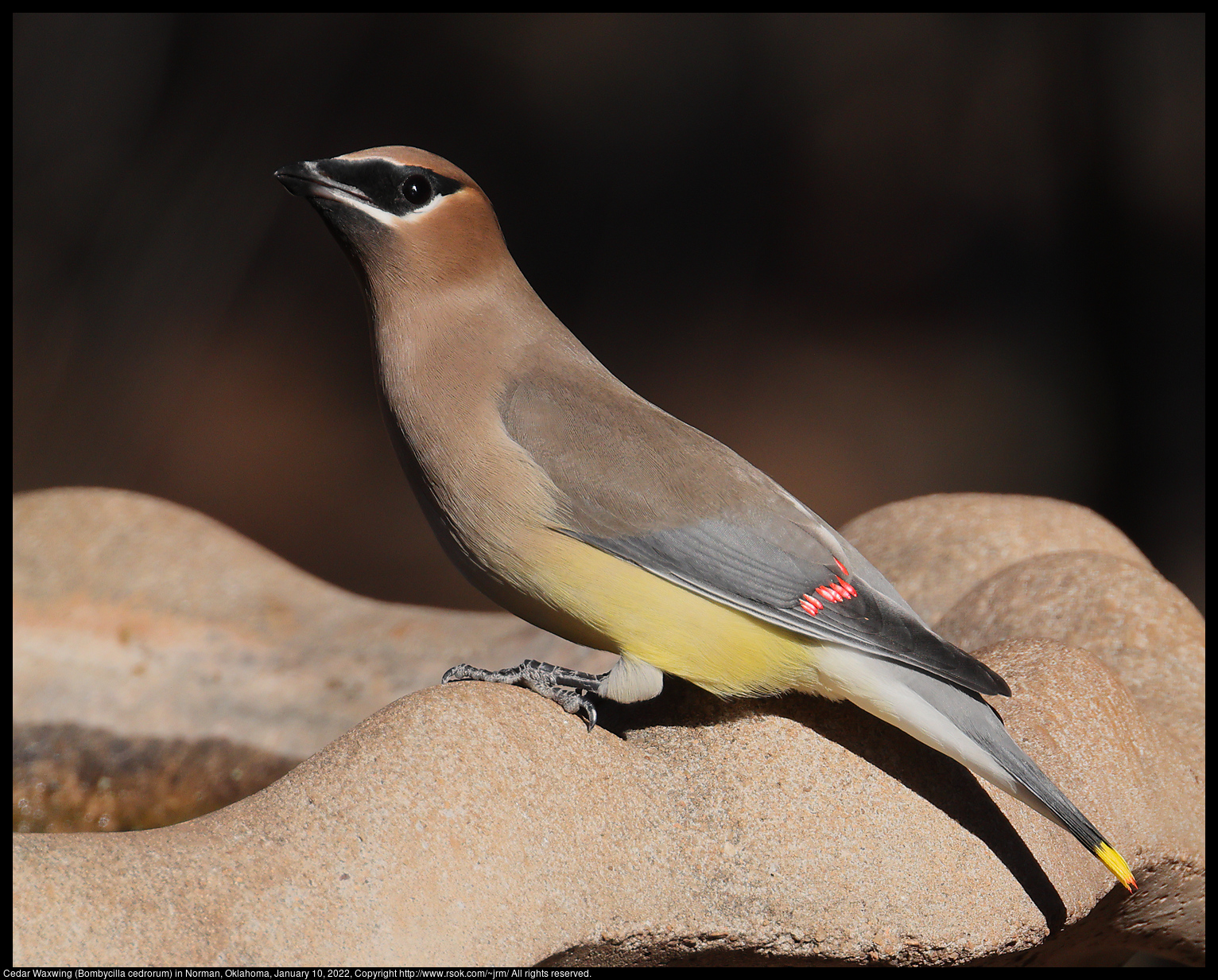 Cedar Waxwing (Bombycilla cedrorum) in Norman, Oklahoma, January 10, 2022