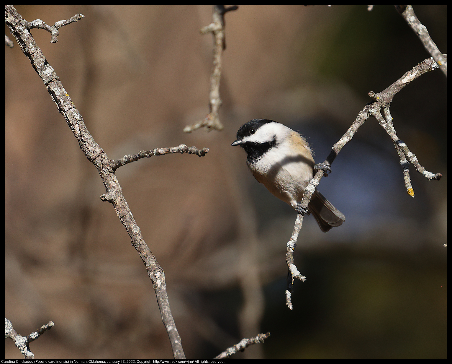 Carolina Chickadee (Poecile carolinensis) in Norman, Oklahoma, January 13, 2022