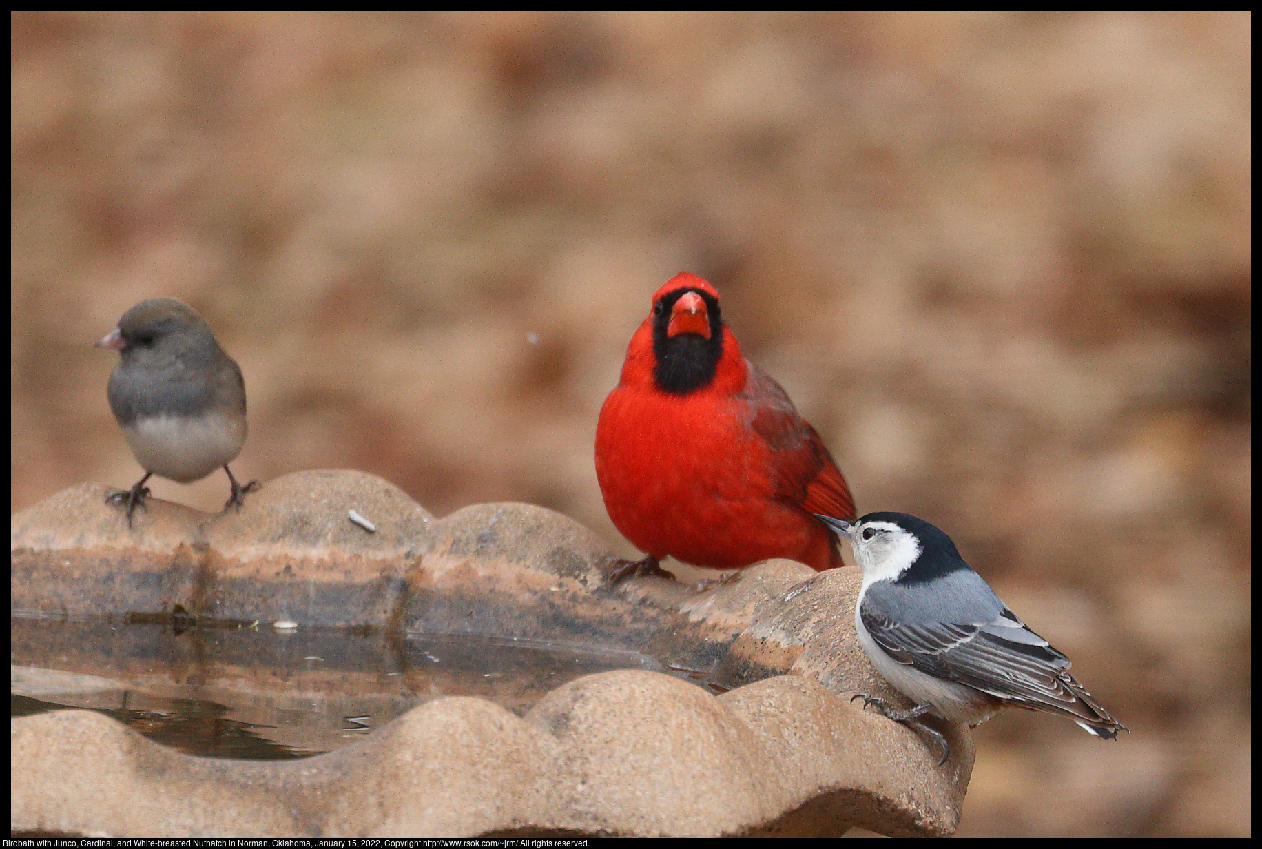 Birdbath with Junco, Cardinal, and White-breasted Nuthatch in Norman, Oklahoma, January 15, 2022