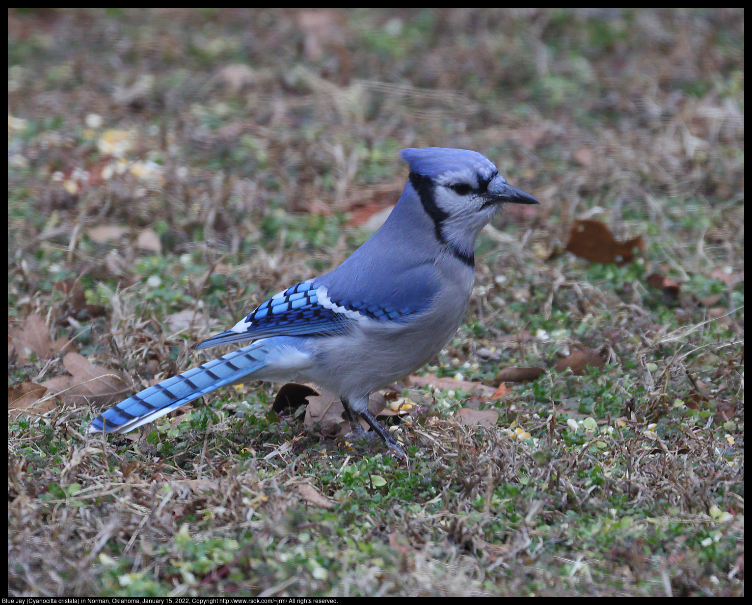 Blue Jay (Cyanocitta cristata) in Norman, Oklahoma, January 15, 2022