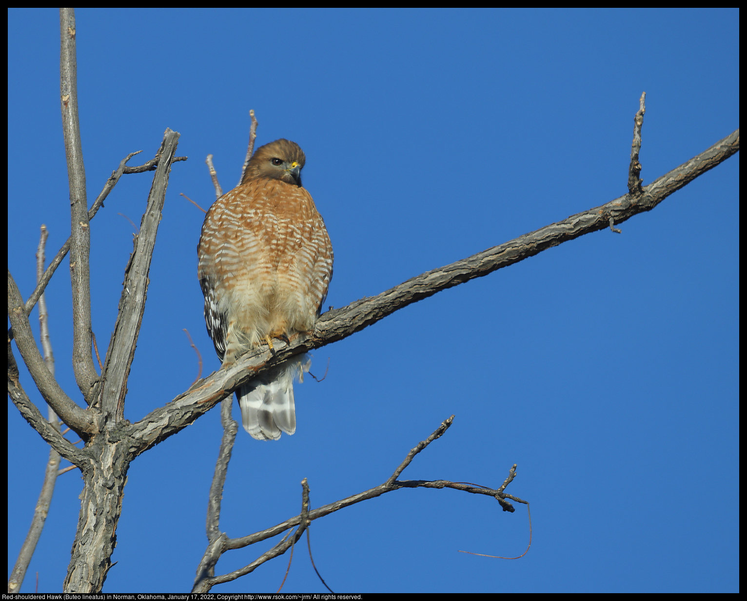 Red-shouldered Hawk (Buteo lineatus) in Norman, Oklahoma, January 17, 2022