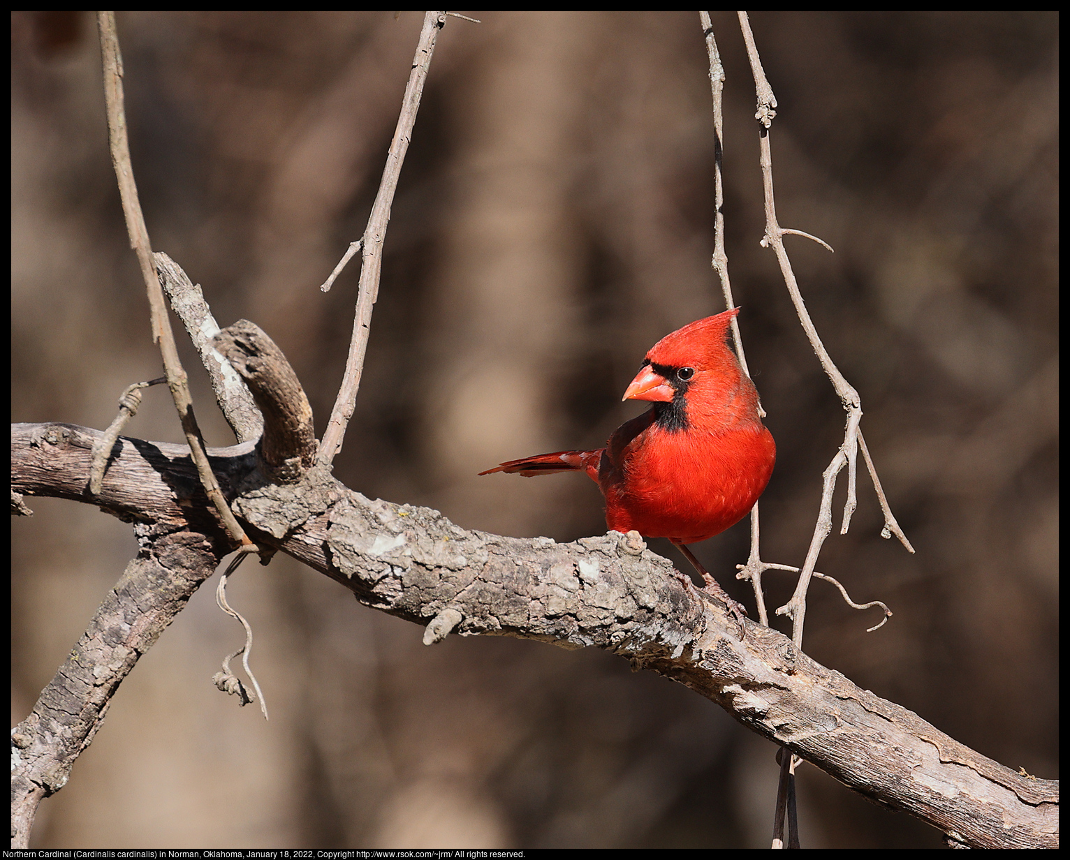 Northern Cardinal (Cardinalis cardinalis) in Norman, Oklahoma, January 18, 2022
