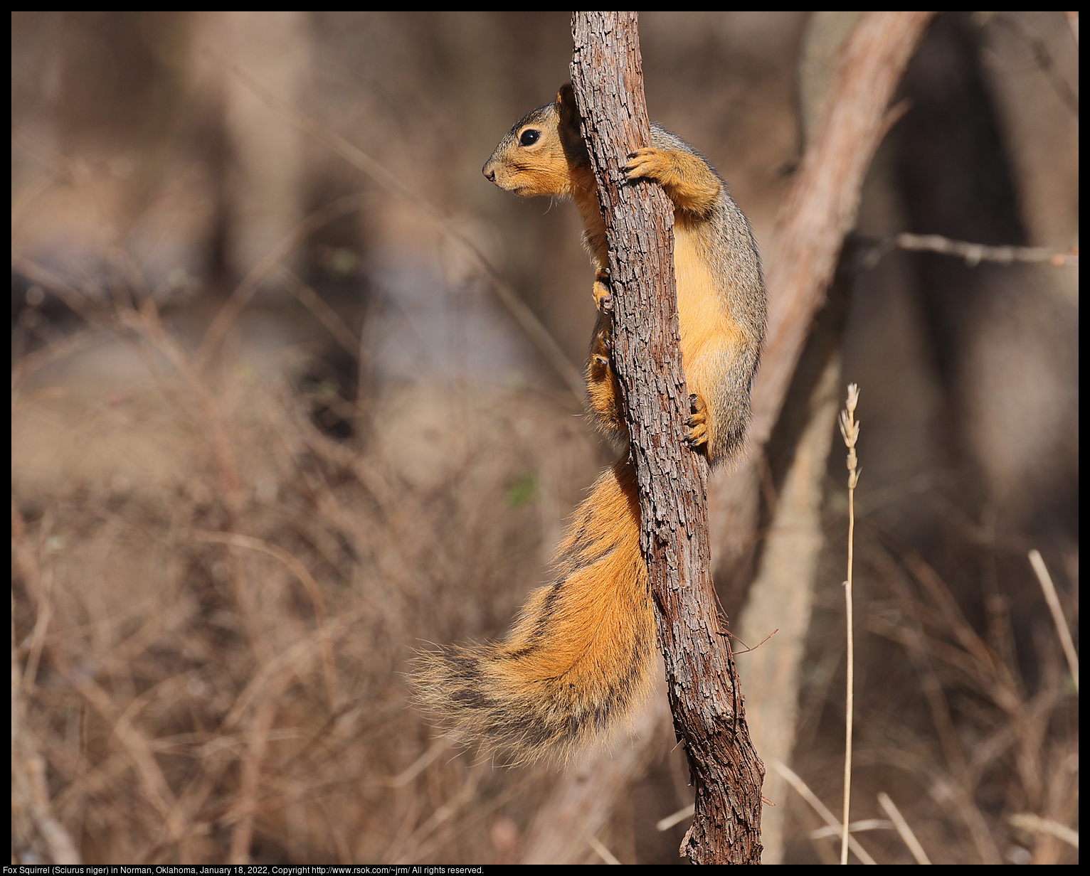 Fox Squirrel (Sciurus niger) in Norman, Oklahoma, January 18, 2022