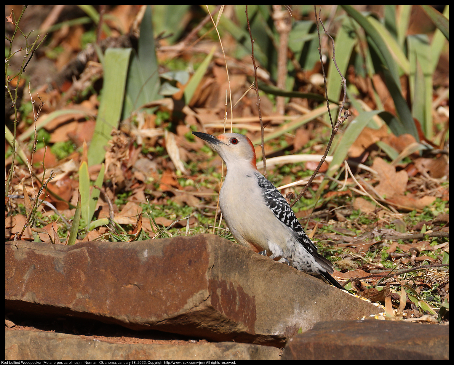 Red-bellied Woodpecker (Melanerpes carolinus) in Norman, Oklahoma, January 18, 2022