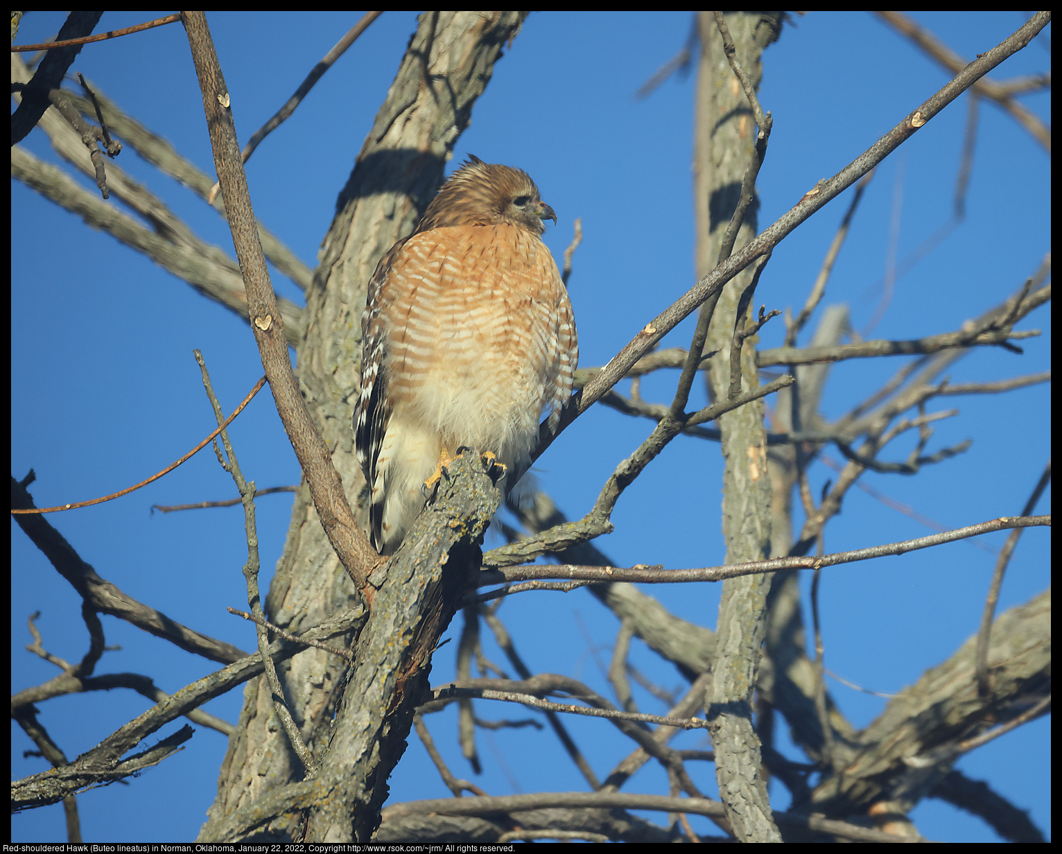 Red-shouldered Hawk (Buteo lineatus) in Norman, Oklahoma, January 22, 2022
