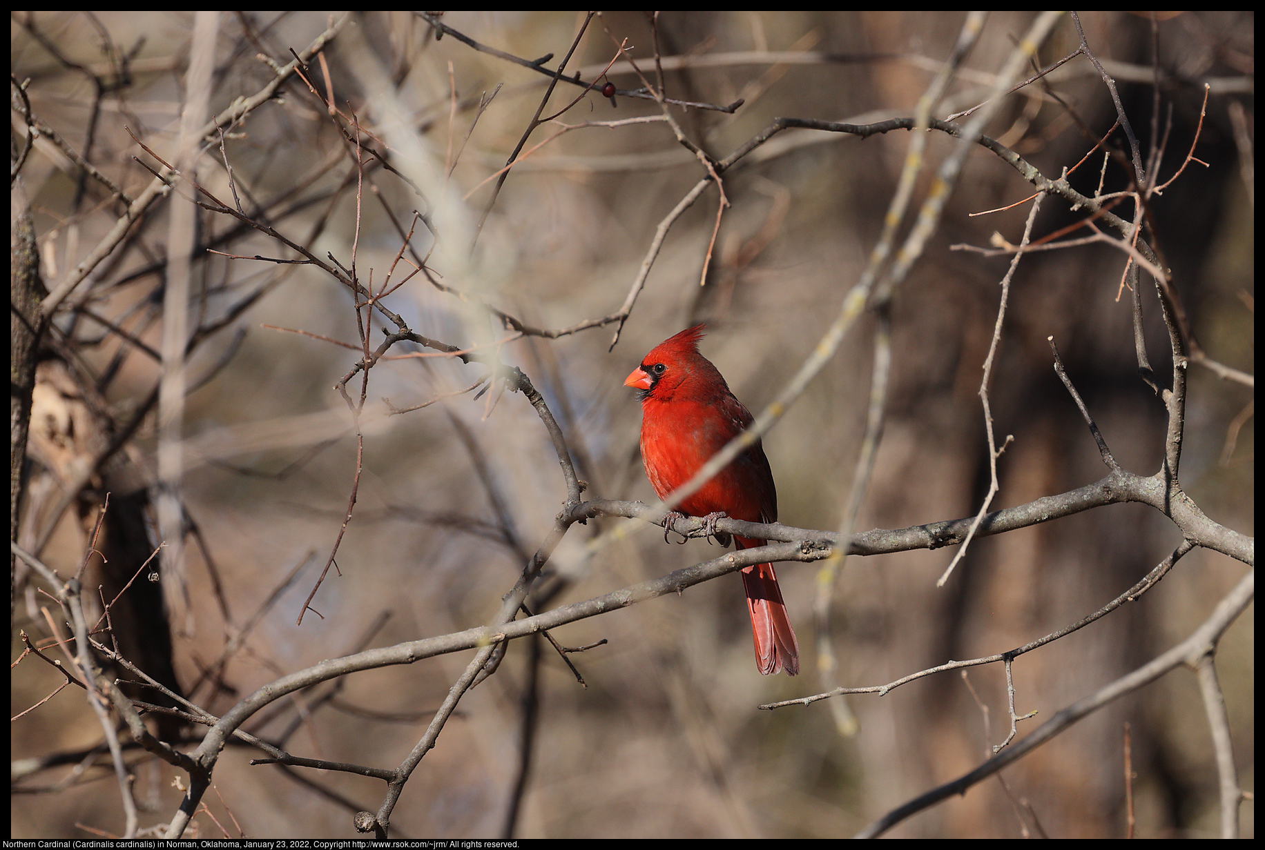 Northern Cardinal (Cardinalis cardinalis) in Norman, Oklahoma, January 23, 2022