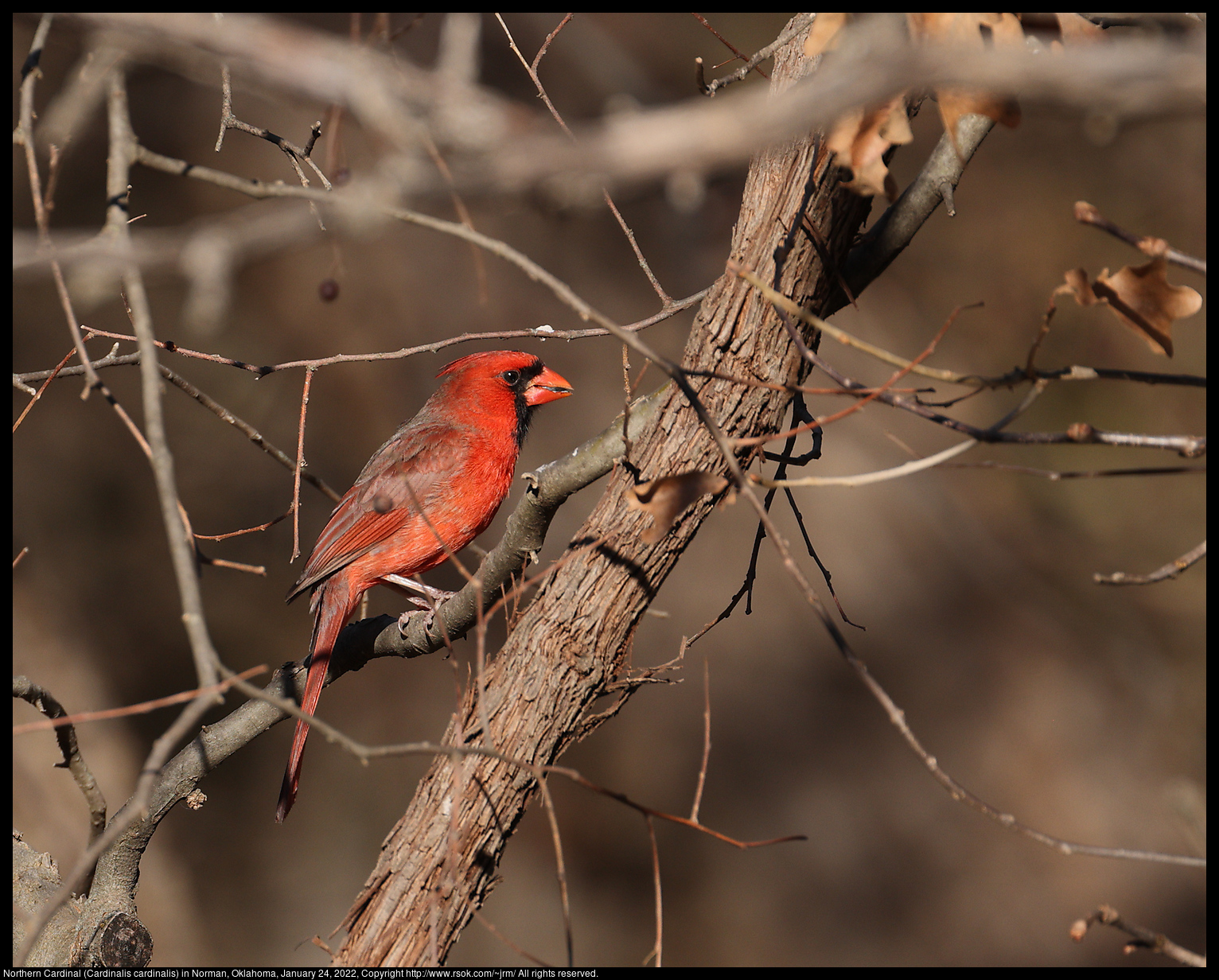 Northern Cardinal (Cardinalis cardinalis) in Norman, Oklahoma, January 24, 2022