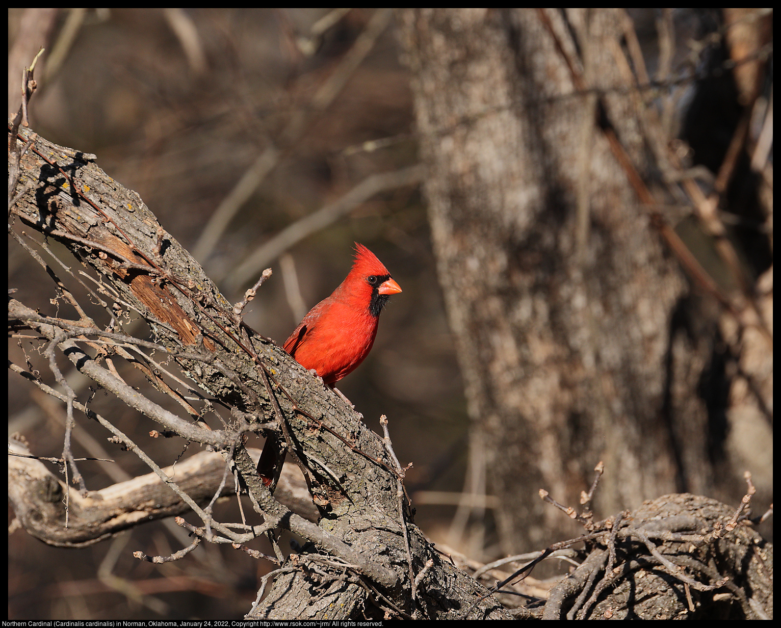 Northern Cardinal (Cardinalis cardinalis) in Norman, Oklahoma, January 24, 2022