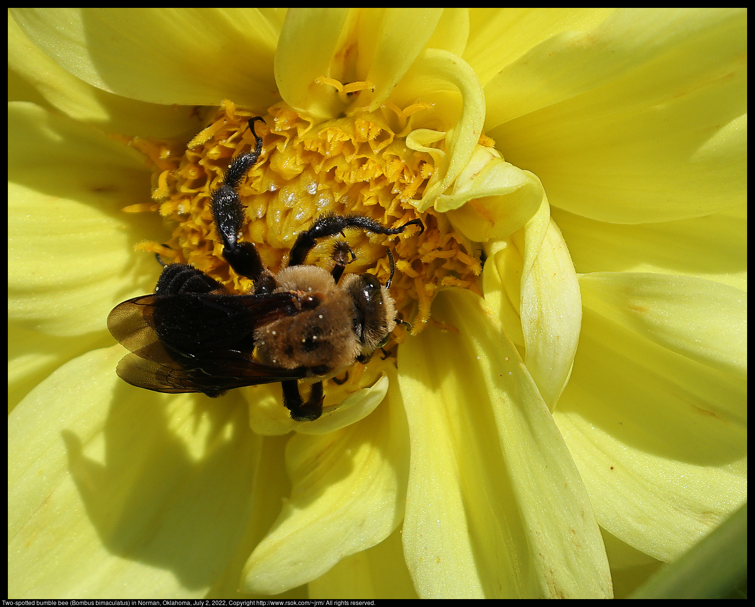 Two-spotted bumble bee (Bombus bimaculatus) in Norman, Oklahoma, July 2, 2022