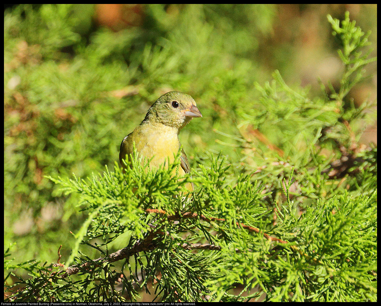 Female or Juvenile Painted Bunting (Passerina ciris) in Norman, Oklahoma, July 2, 2022