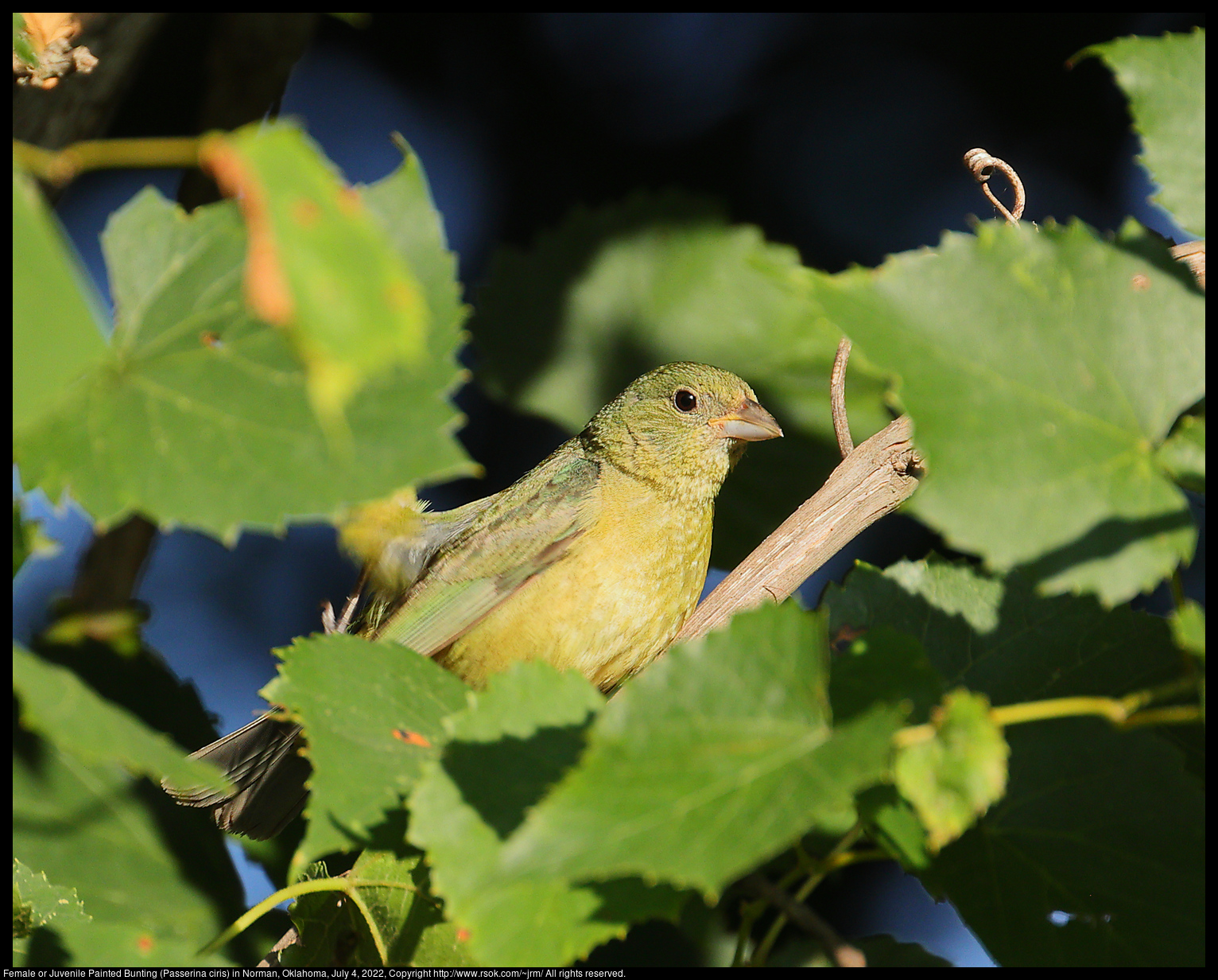 Female or Juvenile Painted Bunting (Passerina ciris) in Norman, Oklahoma, July 4, 2022
