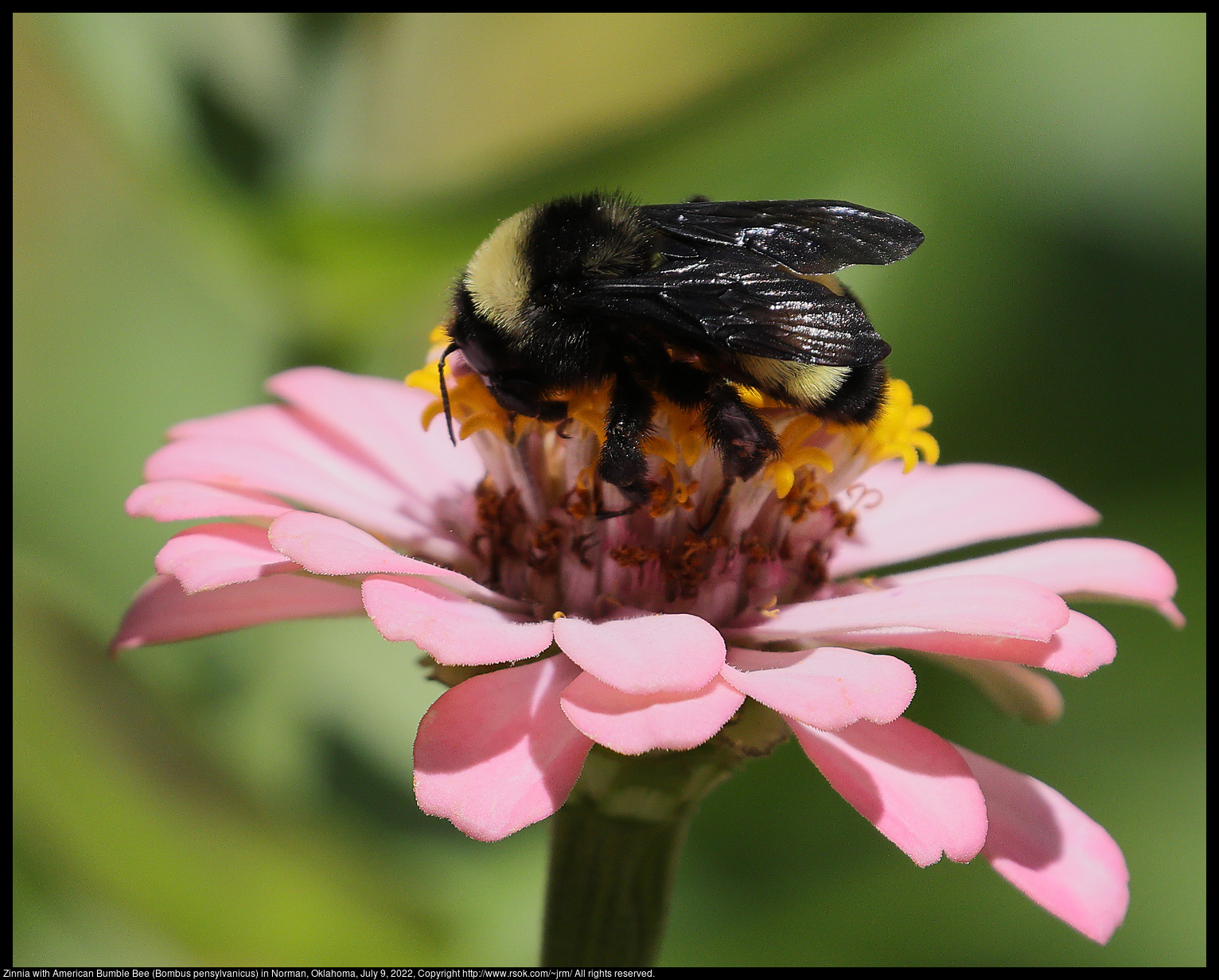 Zinnia with American Bumble Bee (Bombus pensylvanicus) in Norman, Oklahoma, July 9, 2022
