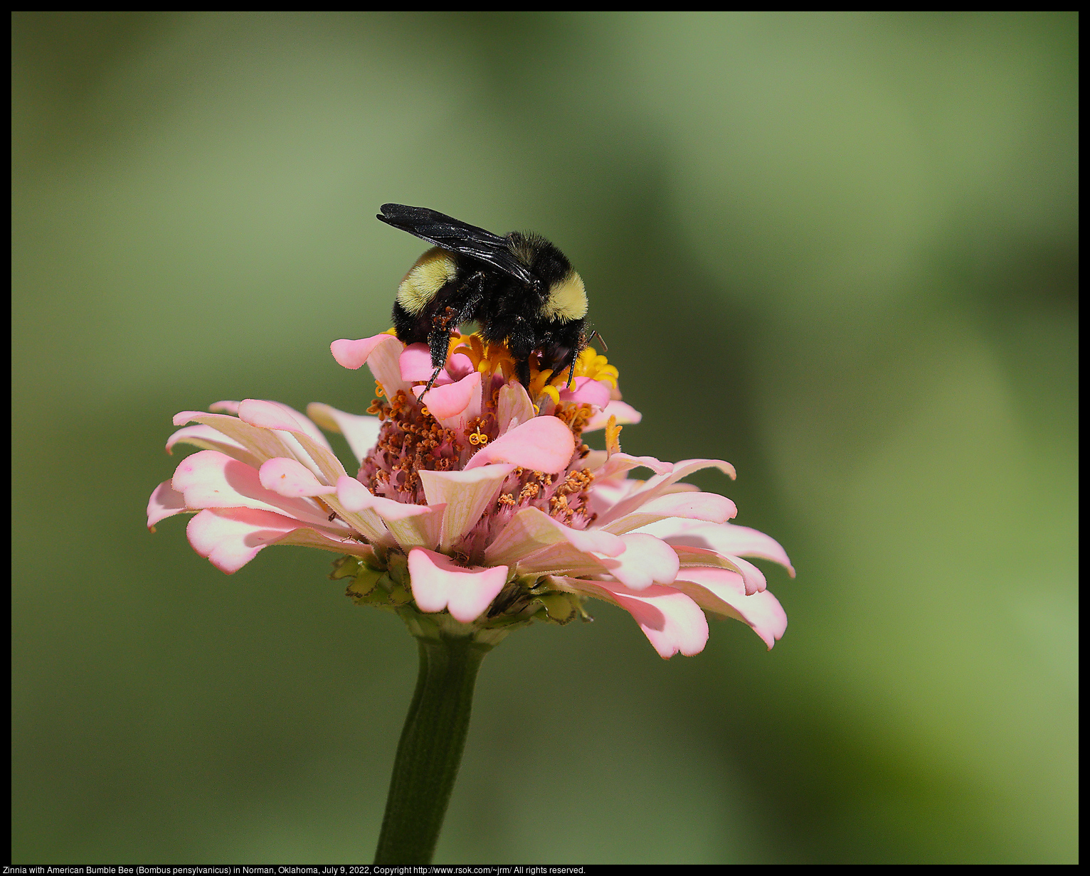 Zinnia with American Bumble Bee (Bombus pensylvanicus) in Norman, Oklahoma, July 9, 2022