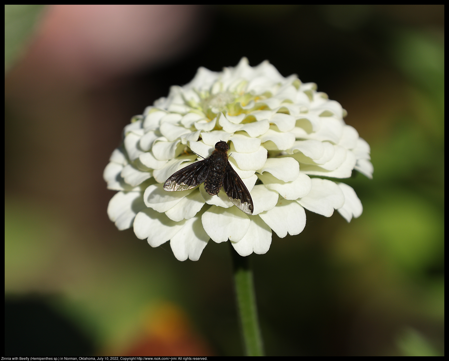 Zinnia with Bee fly (Hemipenthes sp.) in Norman, Oklahoma, July 10, 2022