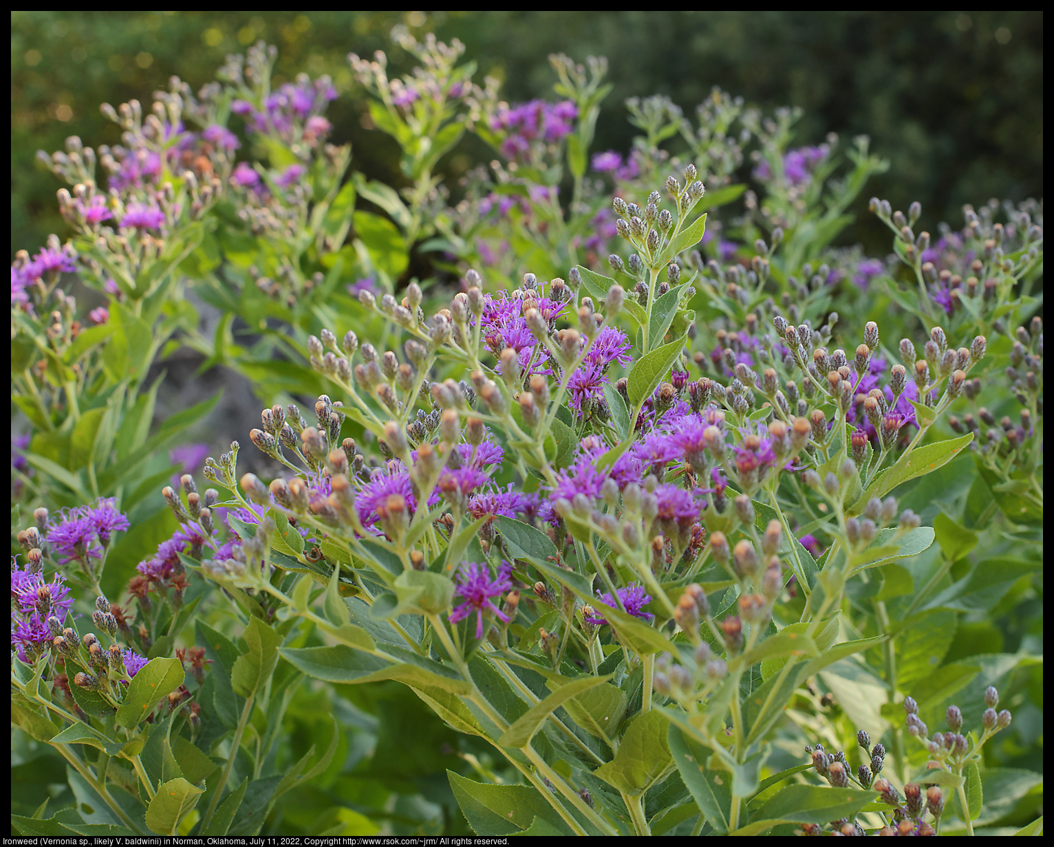 Ironweed (Vernonia sp., likely V. baldwinii) in Norman, Oklahoma, July 11, 2022