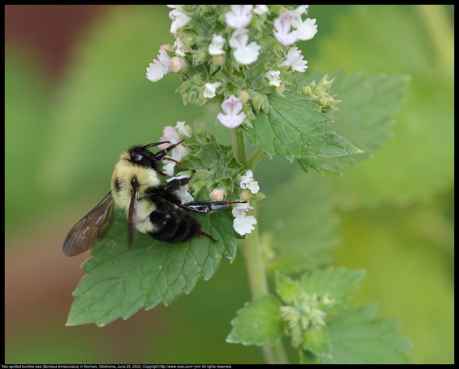 Two-spotted bumble bee (Bombus bimaculatus) in Norman, Oklahoma, June 26, 2022