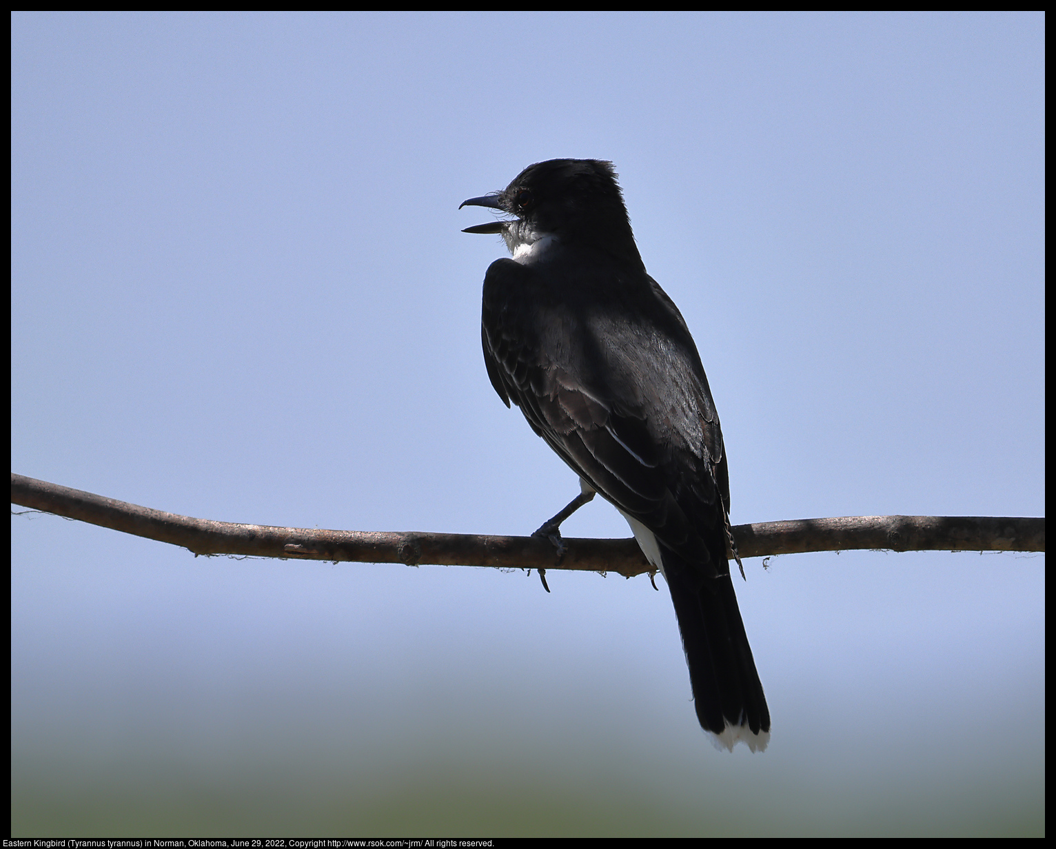 Eastern Kingbird (Tyrannus tyrannus) in Norman, Oklahoma, June 29, 2022