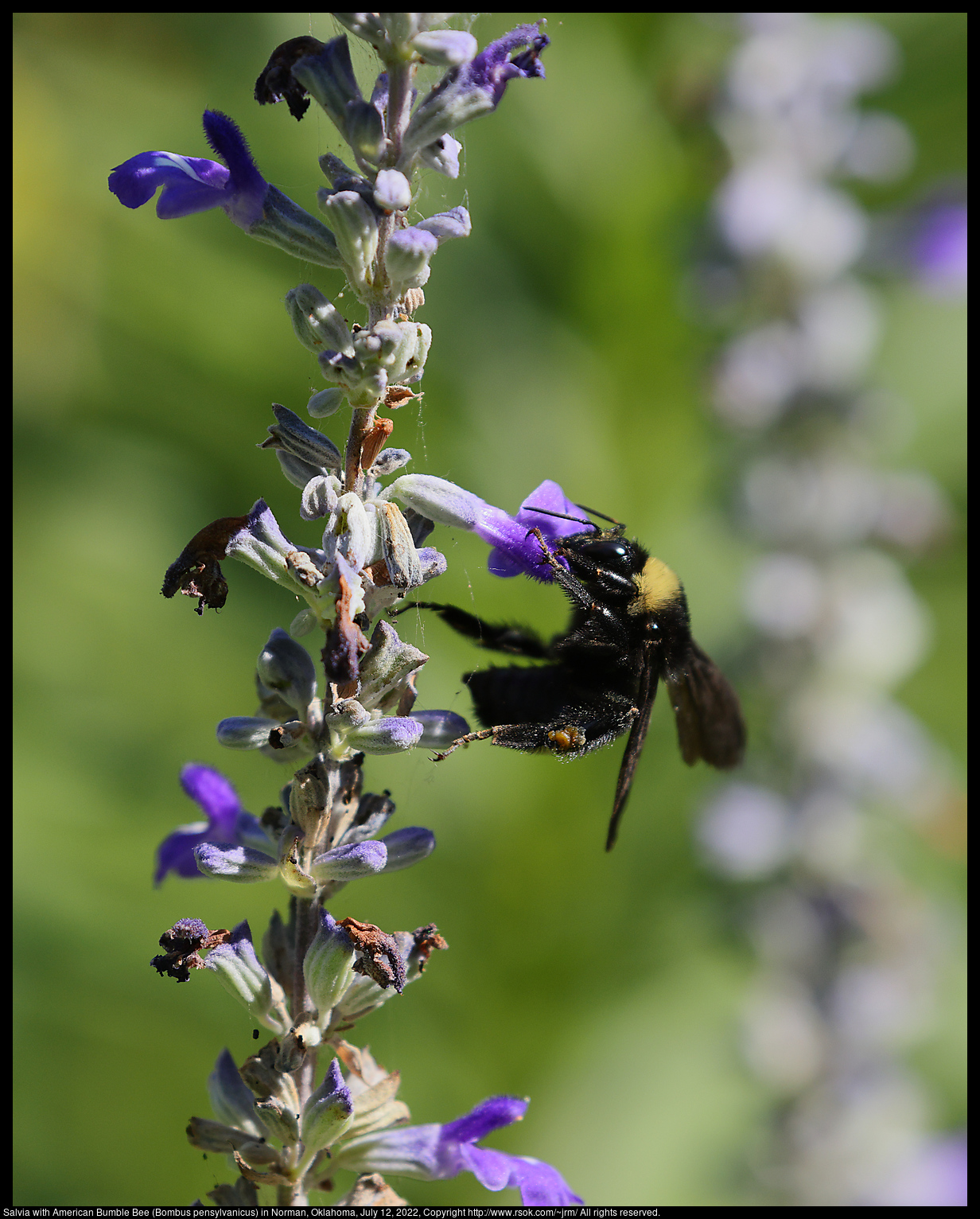 Salvia with American Bumble Bee (Bombus pensylvanicus) in Norman, Oklahoma, July 12, 2022