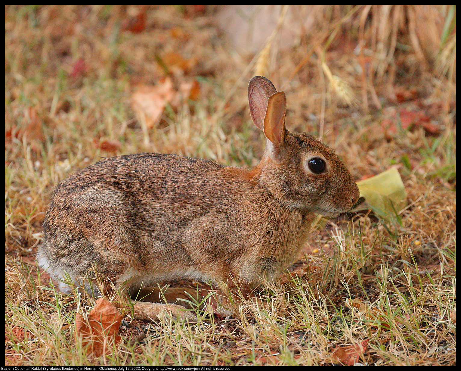 Eastern Cottontail Rabbit (Sylvilagus floridanus) in Norman, Oklahoma, July 12, 2022