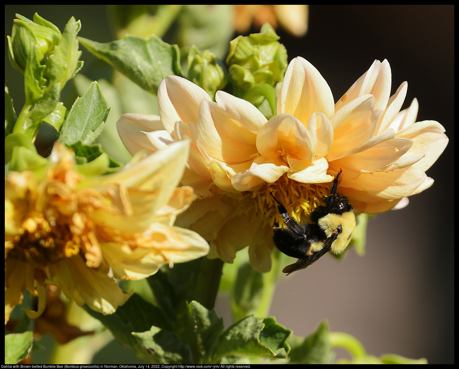 Dahlia with Brown-belted Bumble Bee (Bombus griseocollis) in Norman, Oklahoma, July 14, 2022