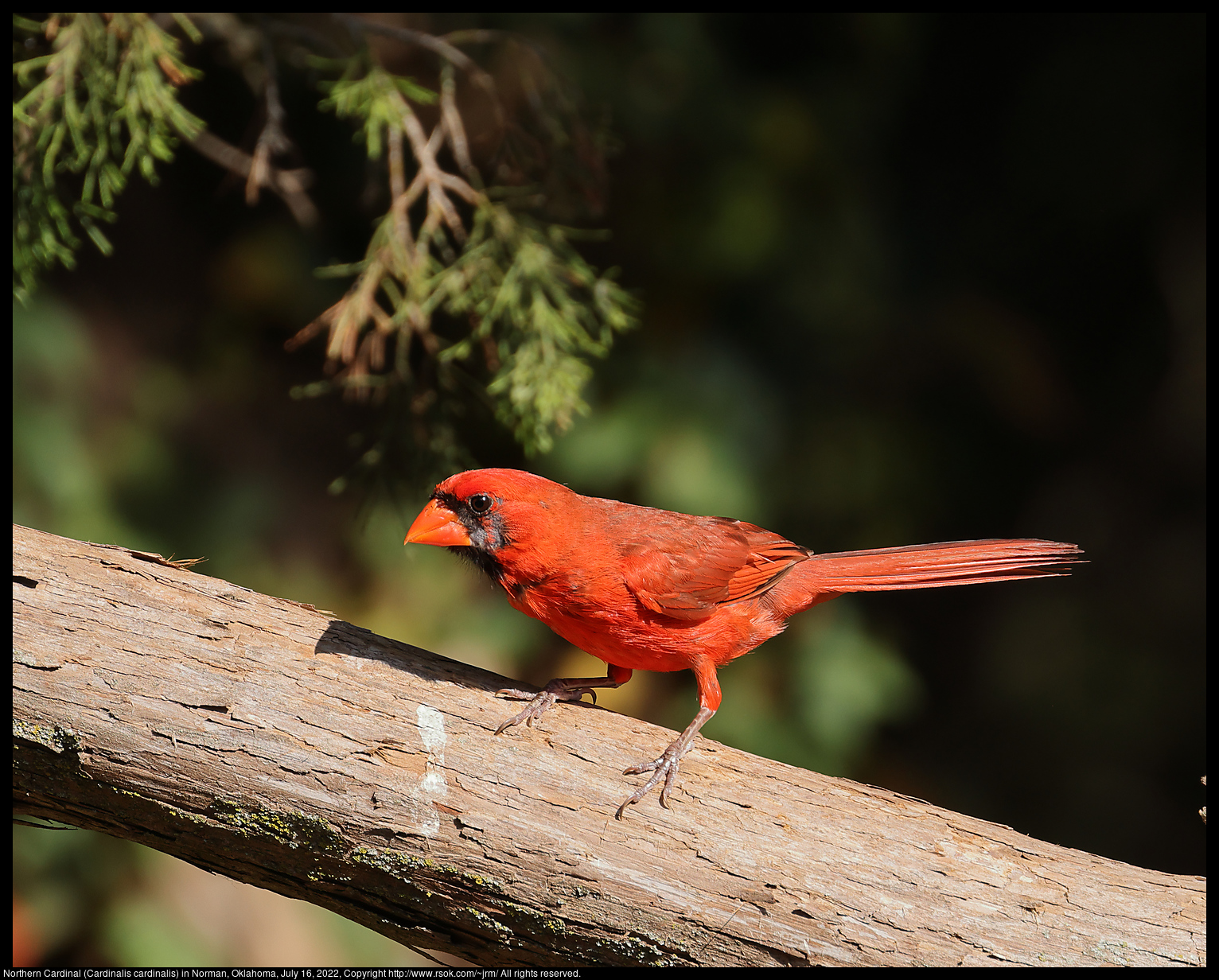 Northern Cardinal (Cardinalis cardinalis) in Norman, Oklahoma, July 16, 2022