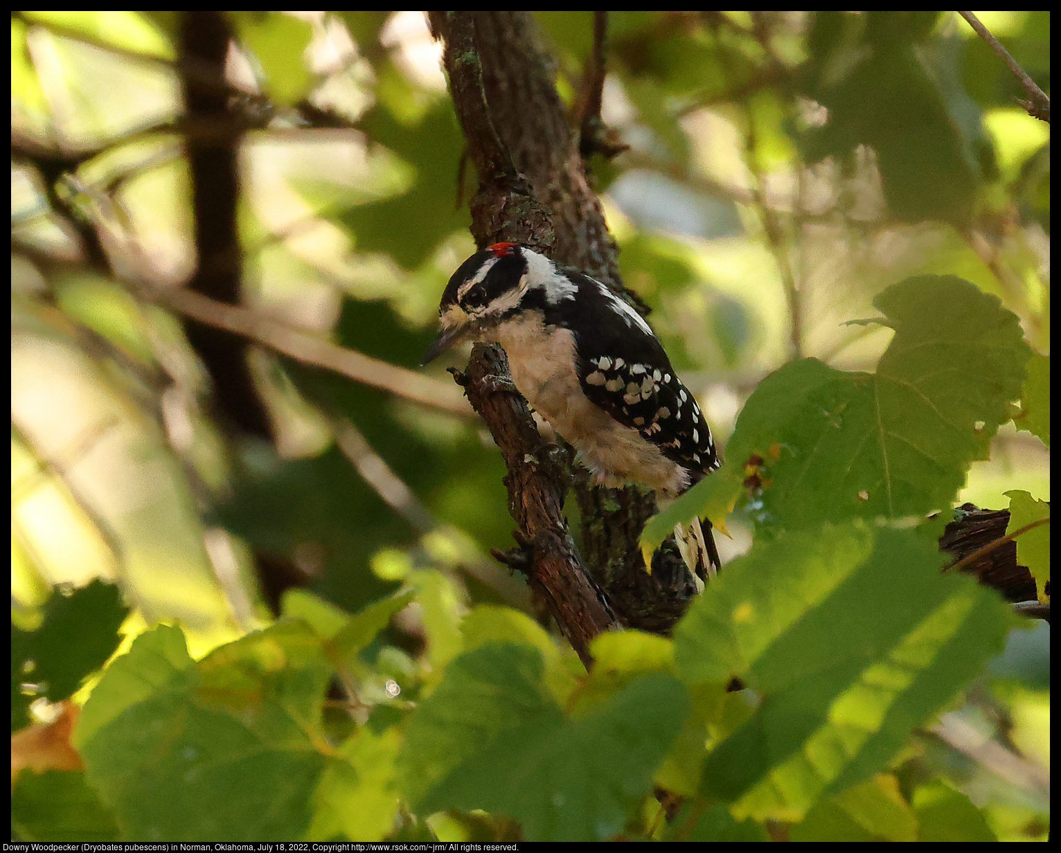Downy Woodpecker (Dryobates pubescens) in Norman, Oklahoma, July 18, 2022
