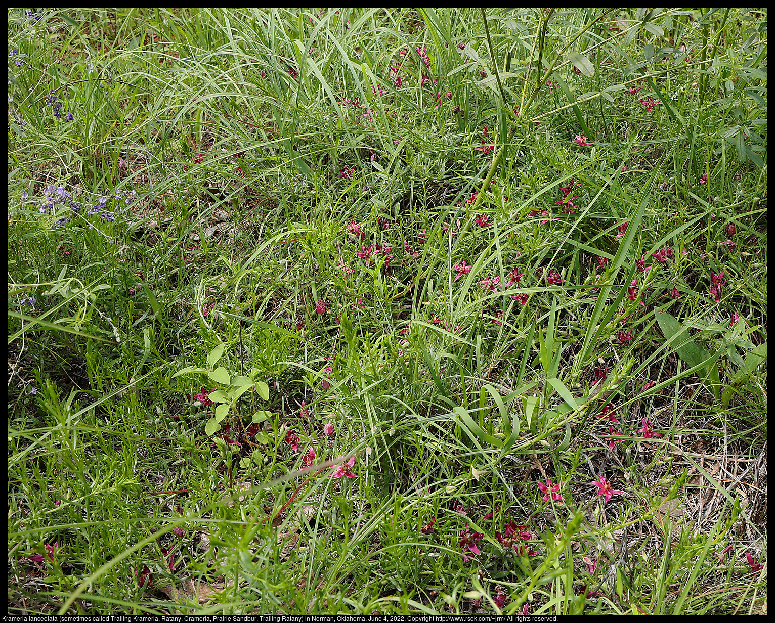 Krameria lanceolata (sometimes called Trailing Krameria, Ratany, Crameria, Prairie Sandbur, Trailing Ratany) in Norman, Oklahoma, June 4, 2022