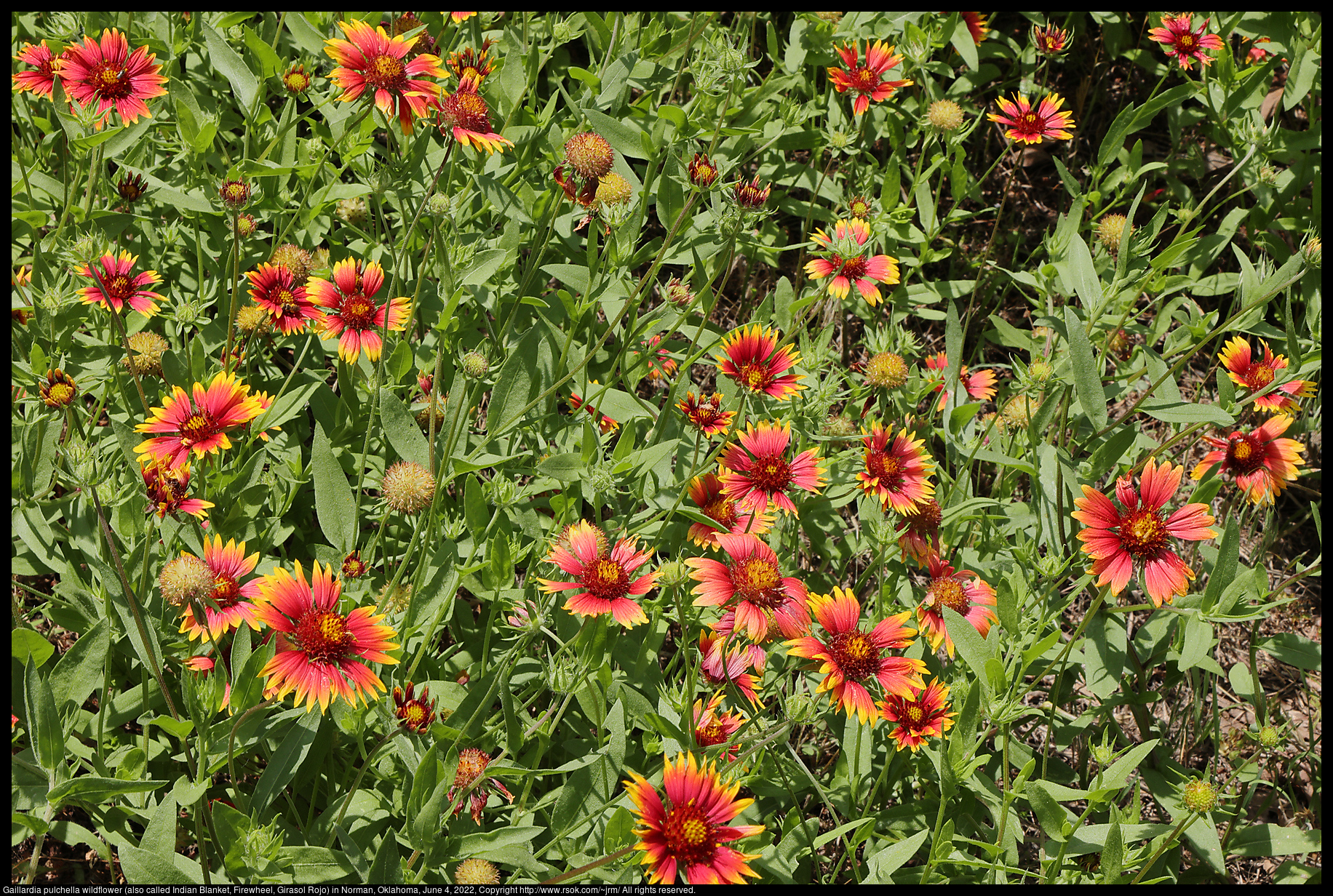 Gaillardia pulchella wildflower (also called Indian Blanket, Firewheel, Girasol Rojo) in Norman, Oklahoma, June 4, 2022