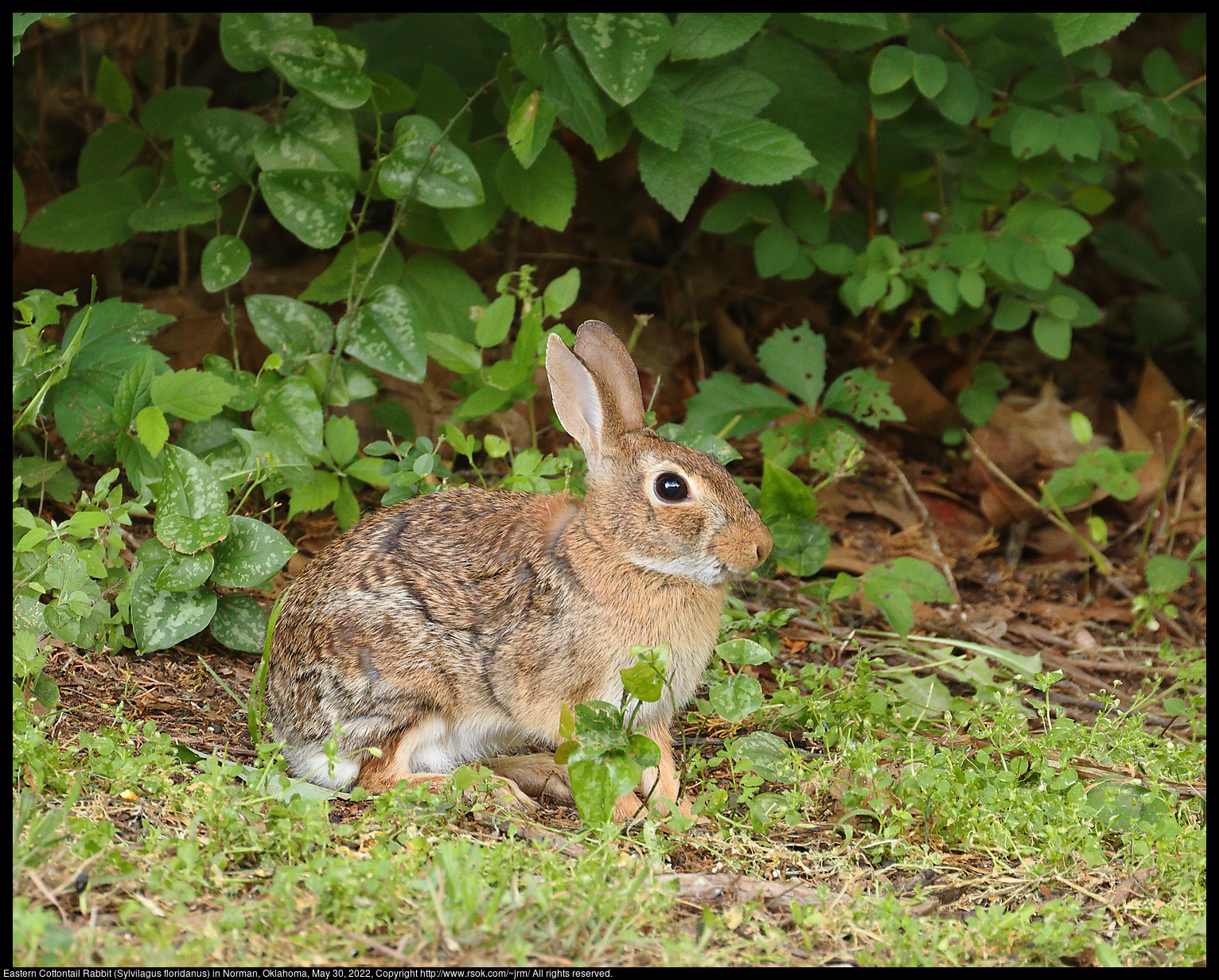 Eastern Cottontail Rabbit (Sylvilagus floridanus) in Norman, Oklahoma, May 30, 2022