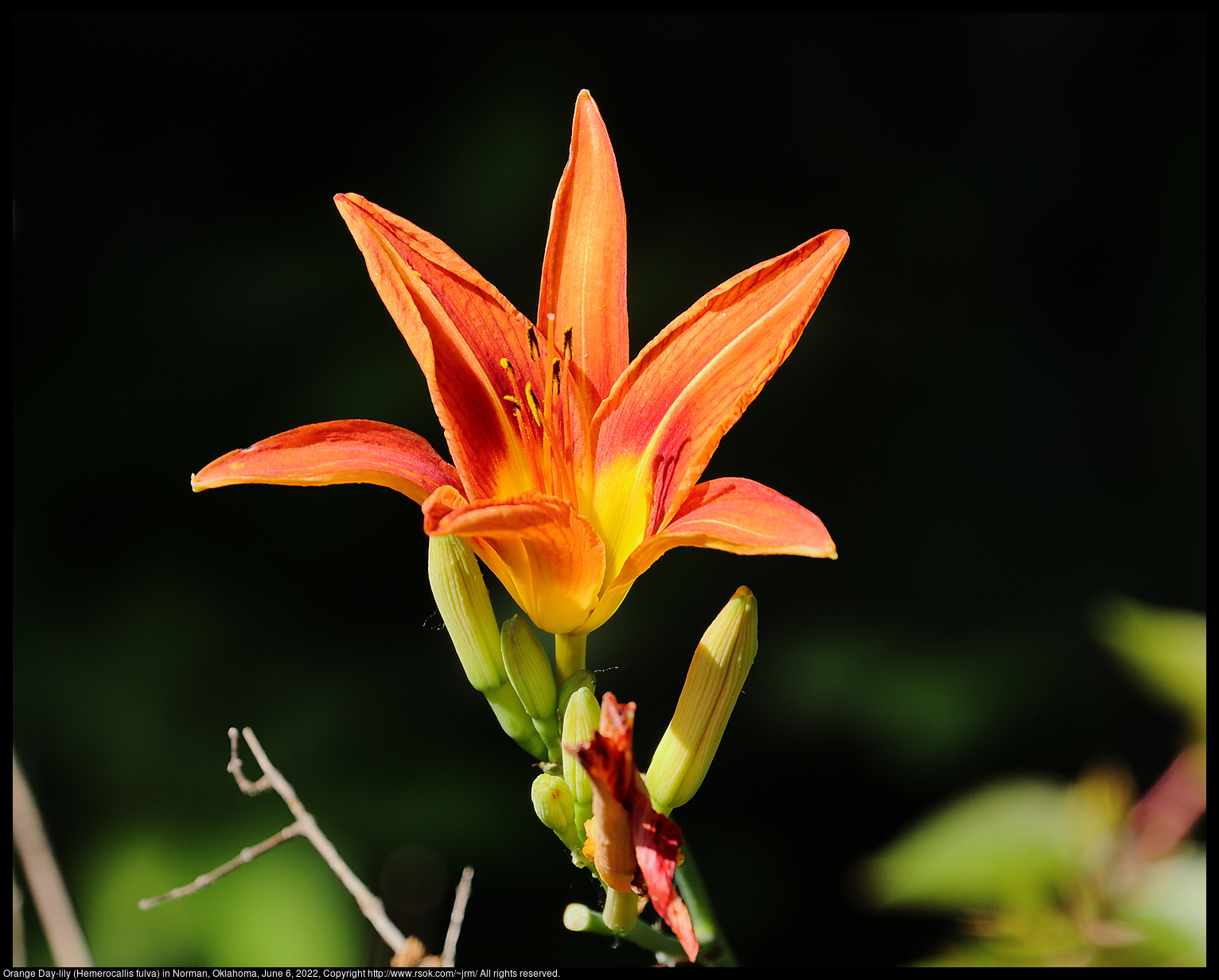 Orange Day-lily (Hemerocallis fulva) in Norman, Oklahoma, June 6, 2022