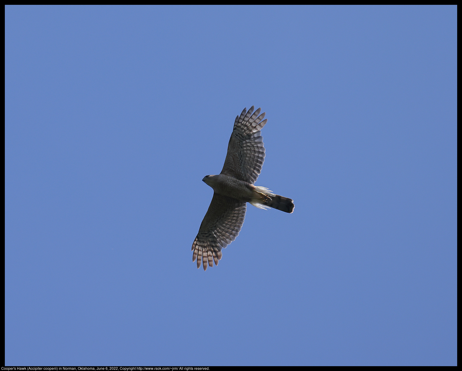 Cooper's Hawk (Accipiter cooperii) in Norman, Oklahoma, June 6, 2022