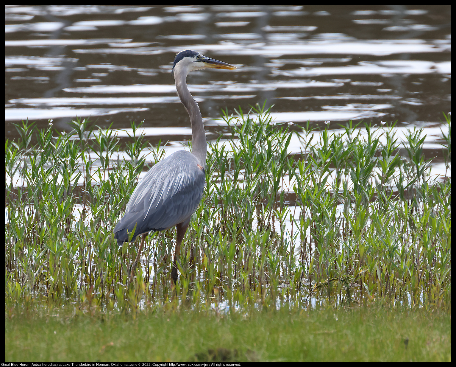 Great Blue Heron (Ardea herodias) at Lake Thunderbird in Norman, Oklahoma, June 6, 2022