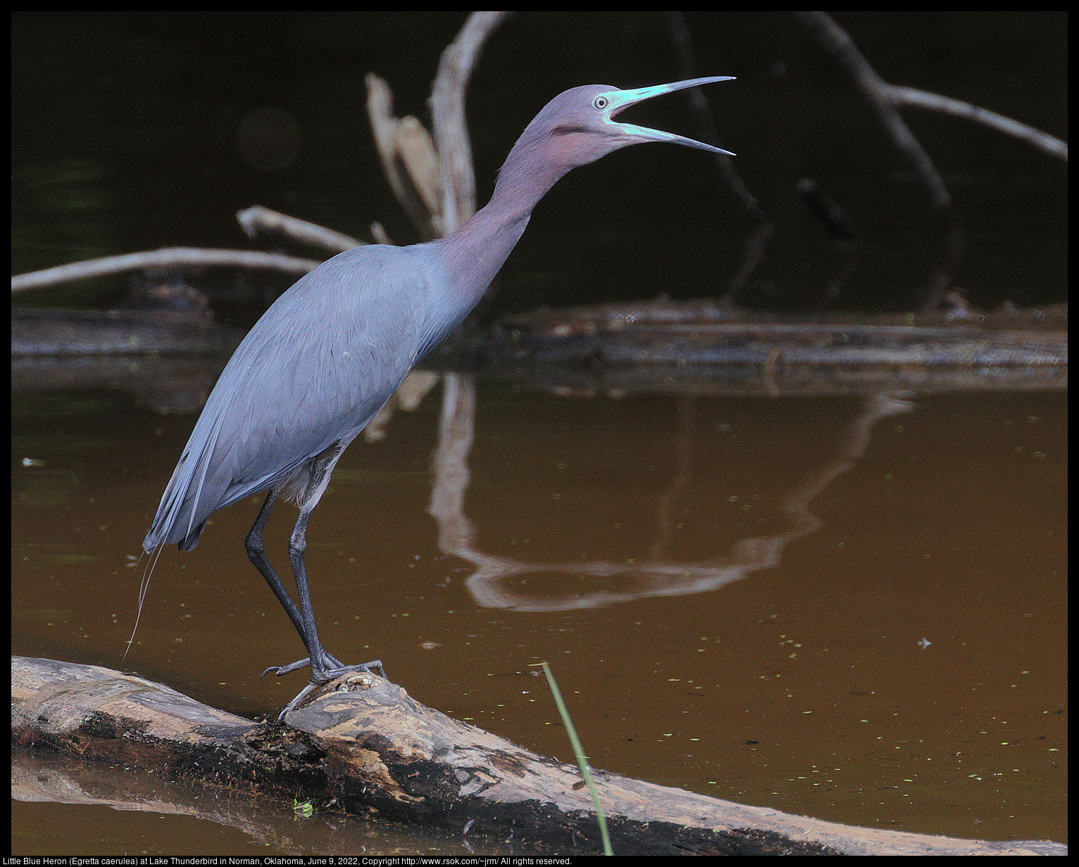 Little Blue Heron (Egretta caerulea) at Lake Thunderbird in Norman, Oklahoma, June 9, 2022