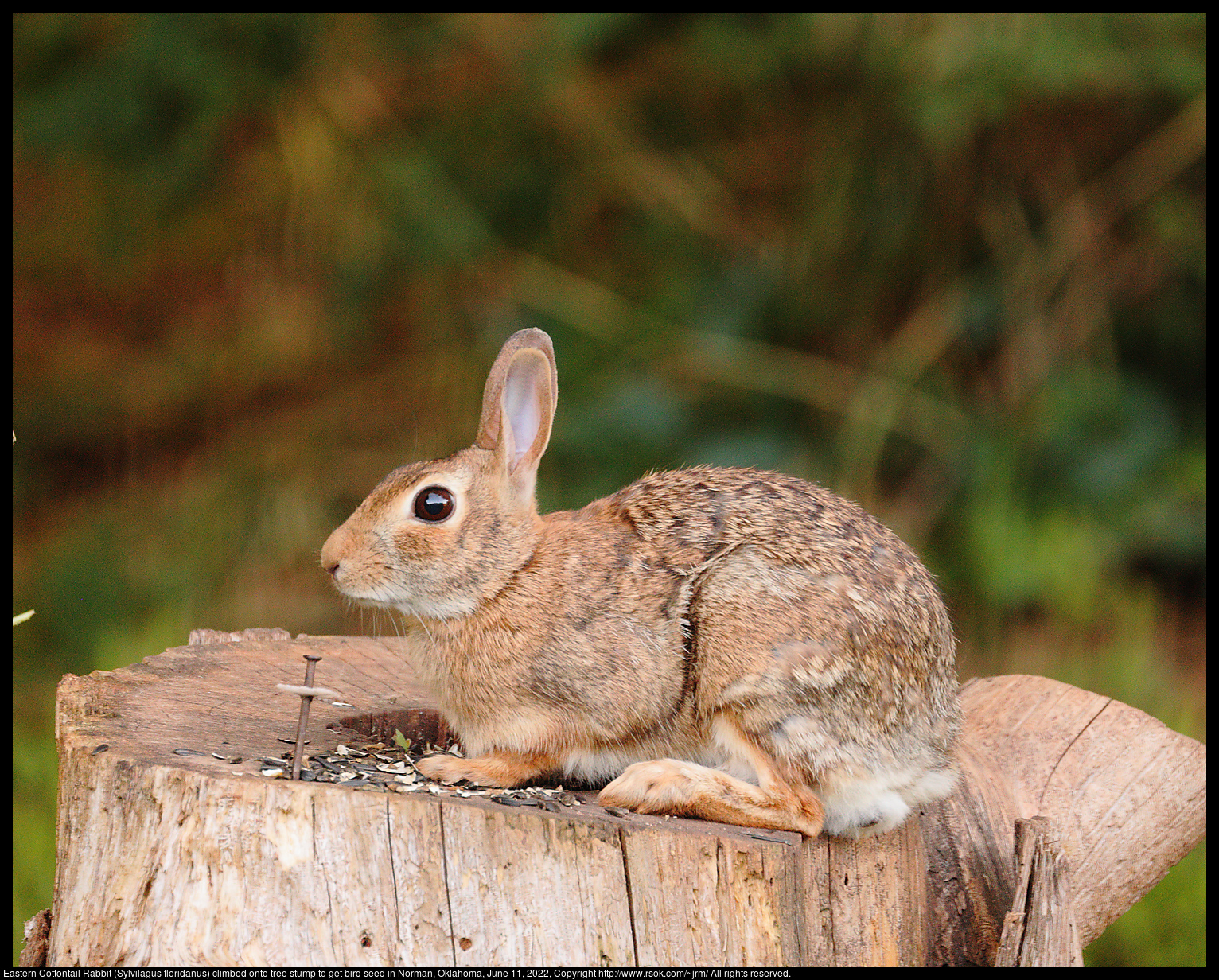 Eastern Cottontail Rabbit (Sylvilagus floridanus) climbed onto tree stump to get bird seed in Norman, Oklahoma, June 11, 2022