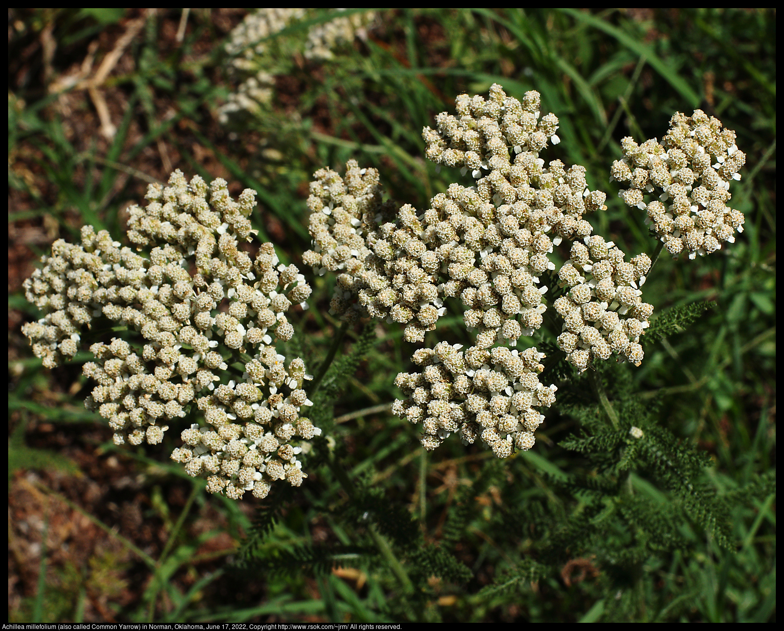 Achillea millefolium (also called Common Yarrow) in Norman, Oklahoma, June 17, 2022