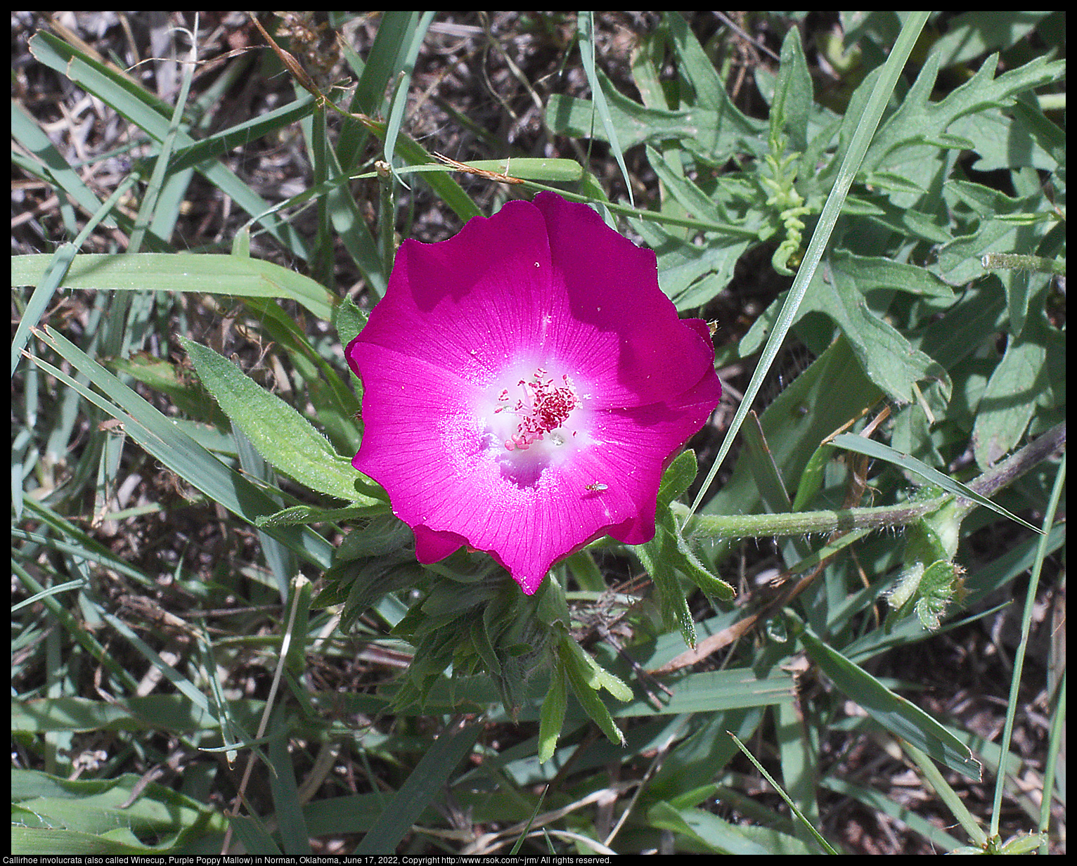 Callirhoe involucrata (also called Winecup, Purple Poppy Mallow) in Norman, Oklahoma, June 17, 2022