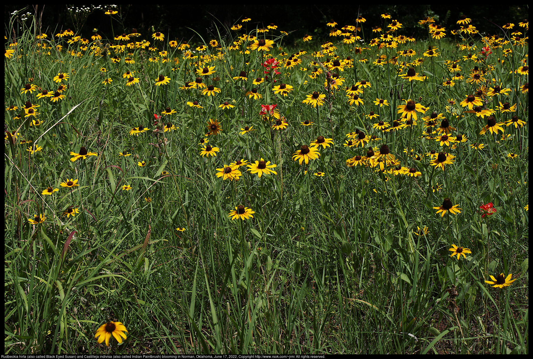 Rudbeckia hirta (also called Black Eyed Susan) and Castilleja indivisa (also called Indian Paintbrush) blooming in Norman, Oklahoma, June 17, 2022