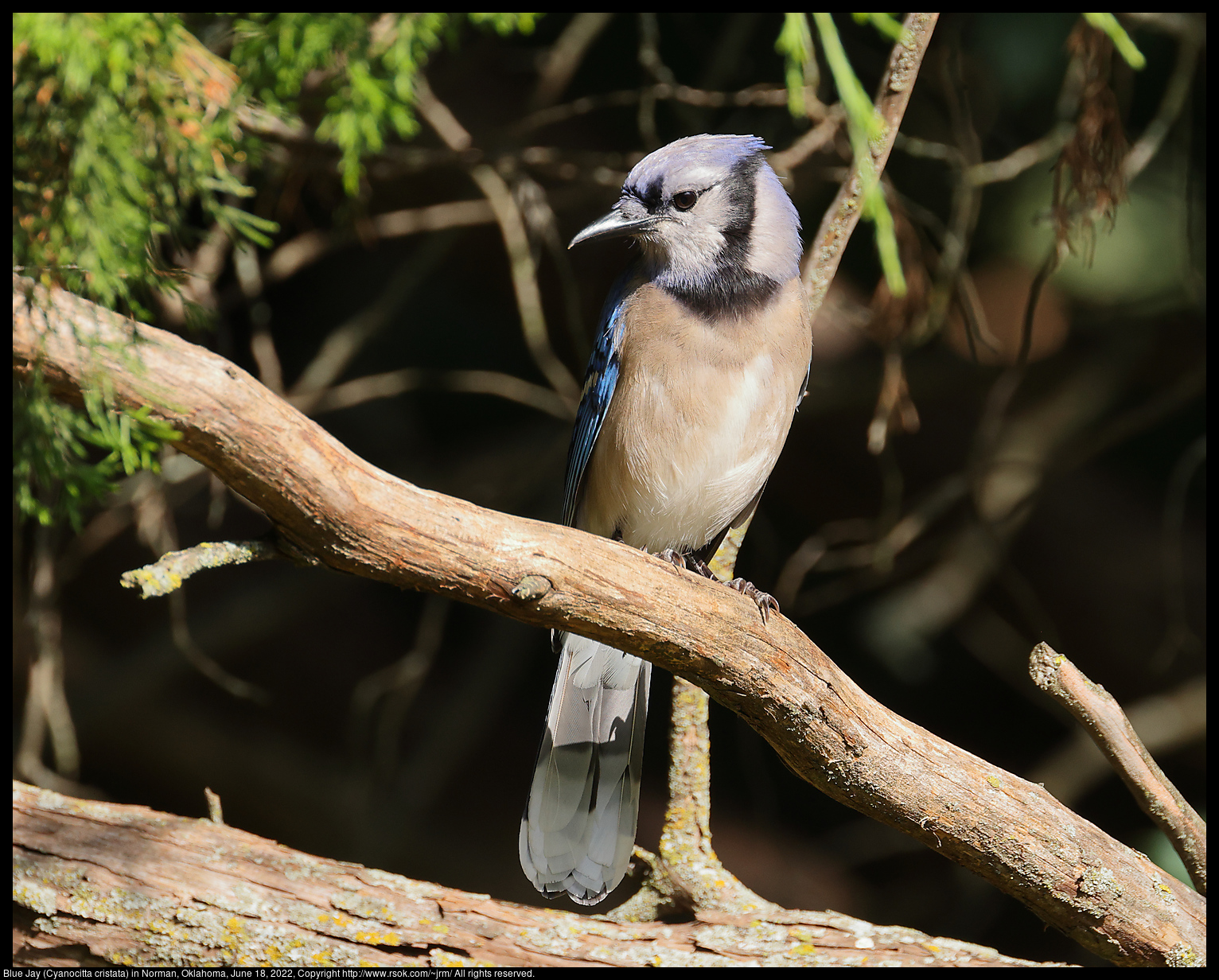 Blue Jay (Cyanocitta cristata) in Norman, Oklahoma, June 18, 2022