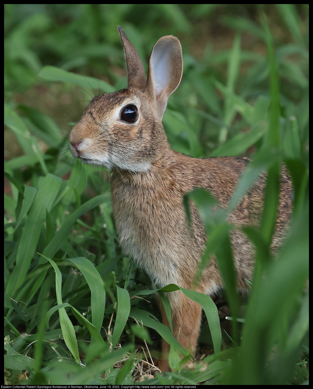 Eastern Cottontail Rabbit (Sylvilagus floridanus) in Norman, Oklahoma, June 19, 2022