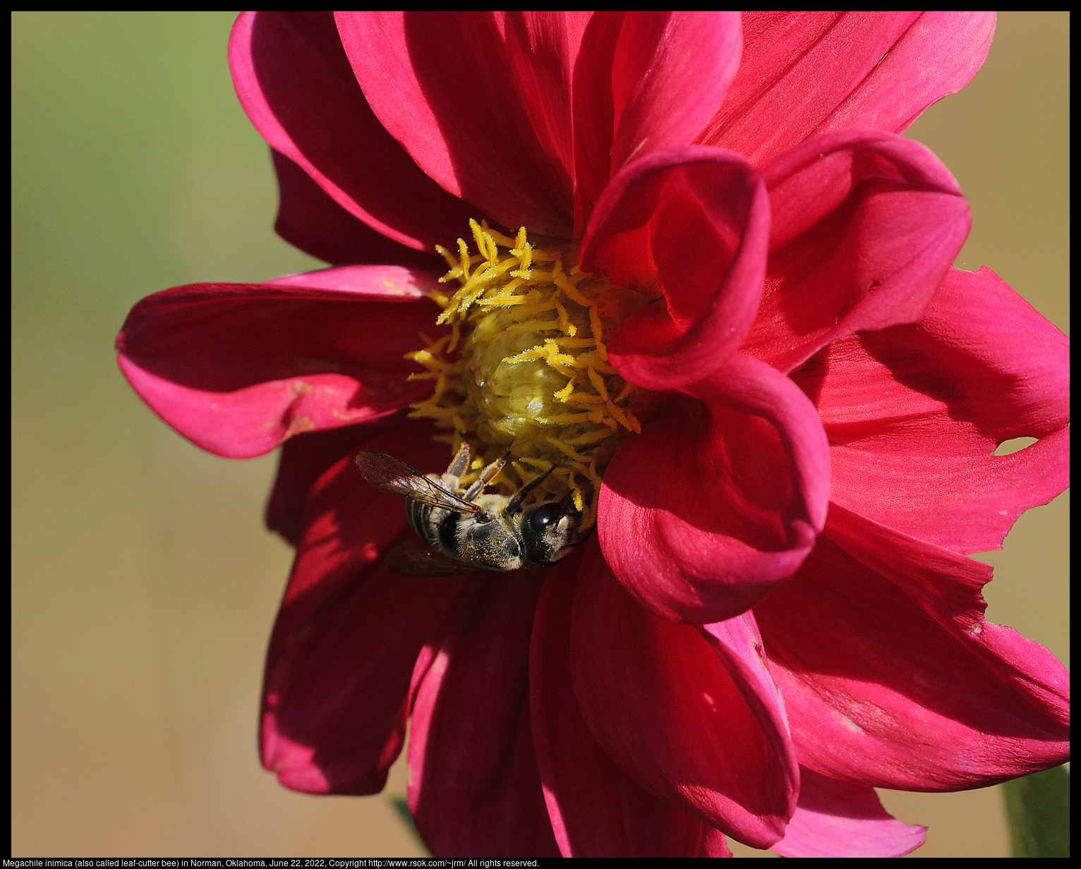 Megachile inimica (also called leaf-cutter bee) in Norman, Oklahoma, June 22, 2022