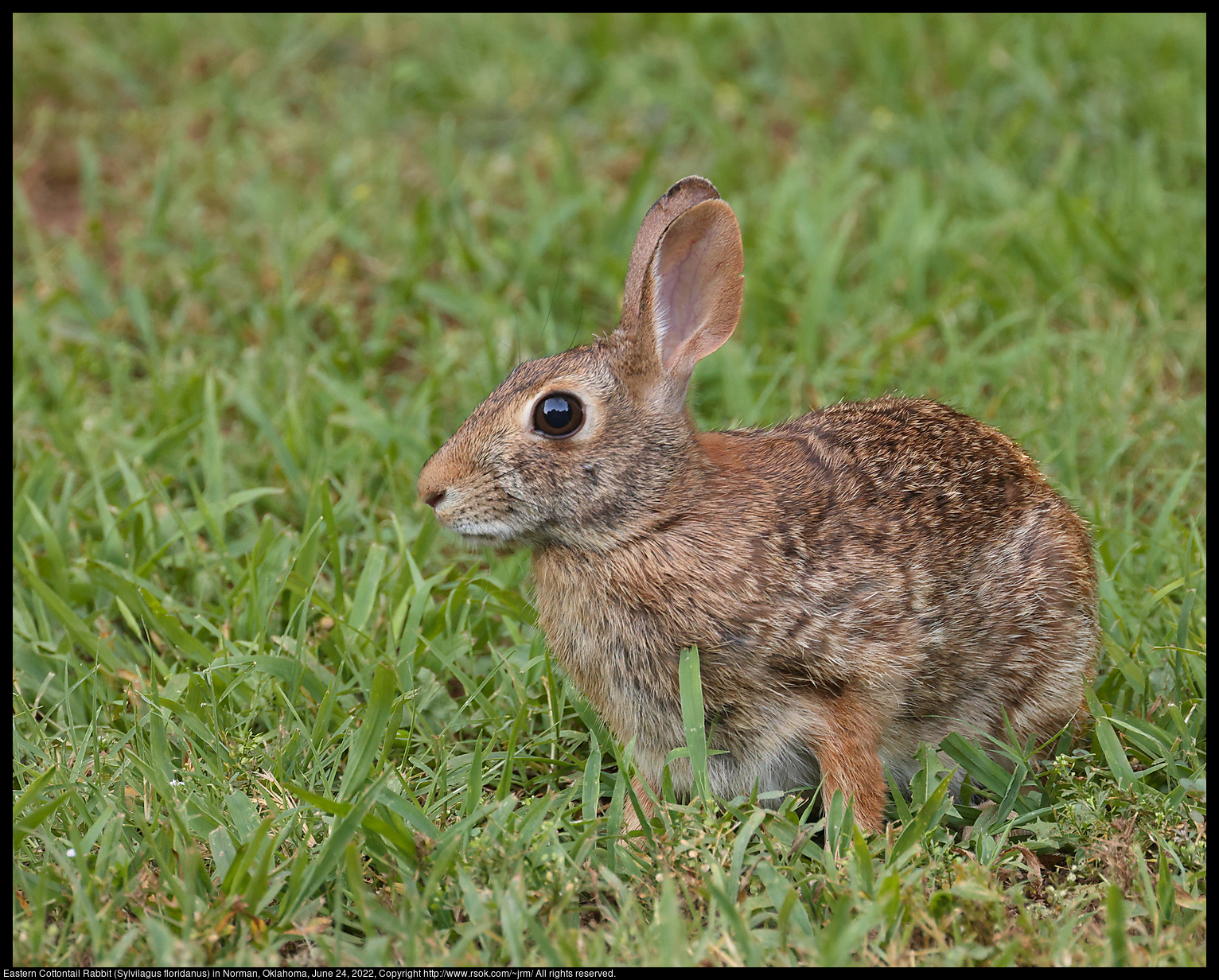 Eastern Cottontail Rabbit (Sylvilagus floridanus) in Norman, Oklahoma, June 24, 2022