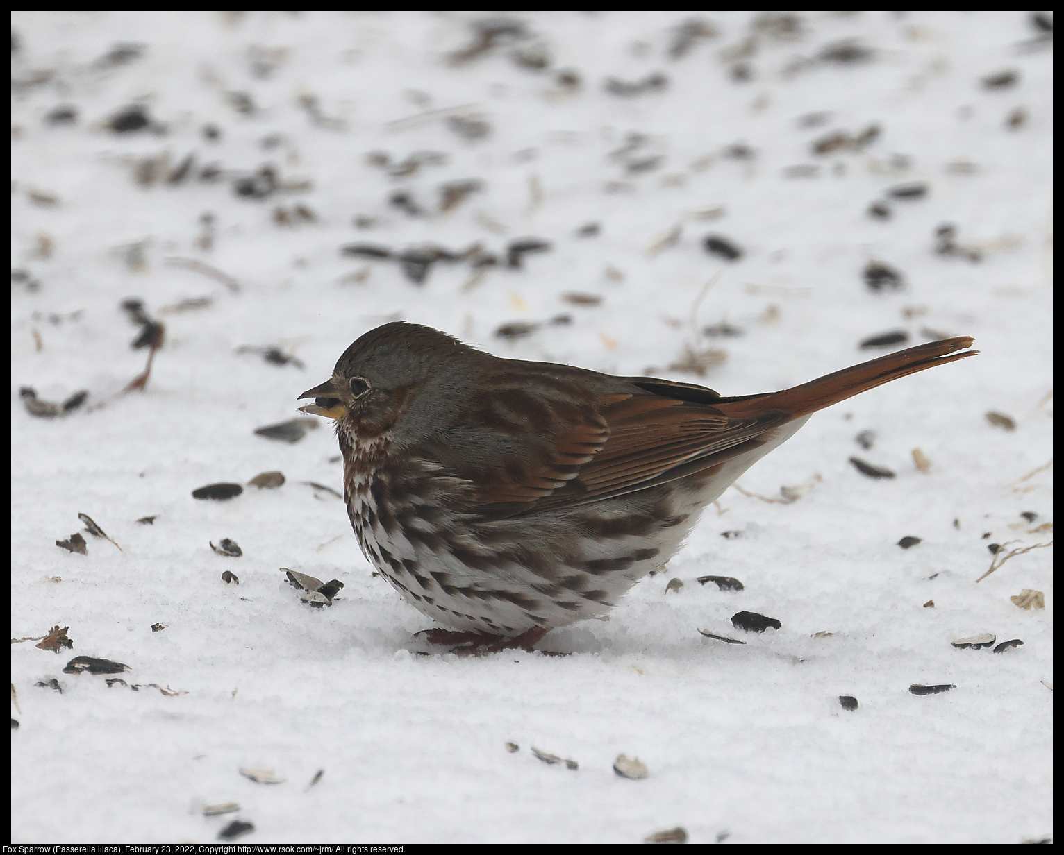 Fox Sparrow (Passerella iliaca), February 23, 2022