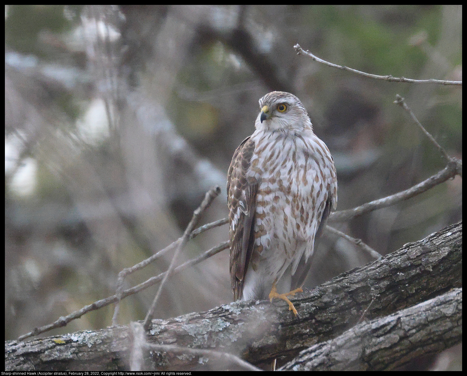 Sharp-shinned Hawk (Accipiter striatus), February 28, 2022