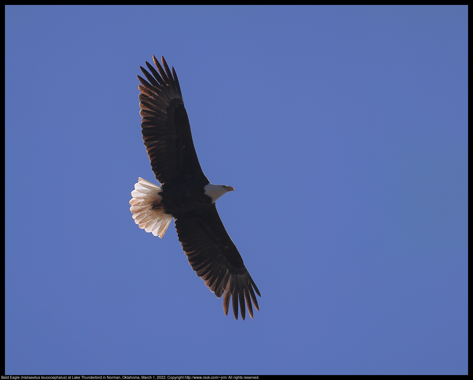 Bald Eagle (Haliaeetus leucocephalus) at Lake Thunderbird in Norman, Oklahoma, March 1, 2022