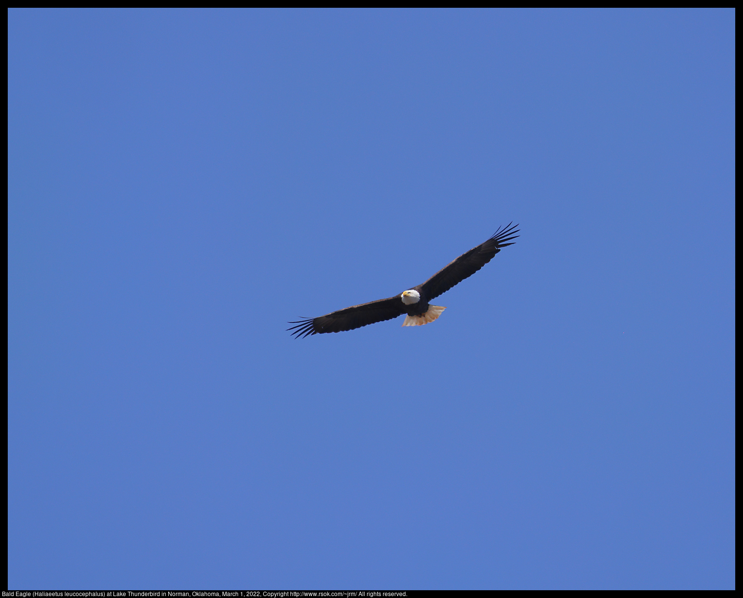 Bald Eagle (Haliaeetus leucocephalus) at Lake Thunderbird in Norman, Oklahoma, March 1, 2022