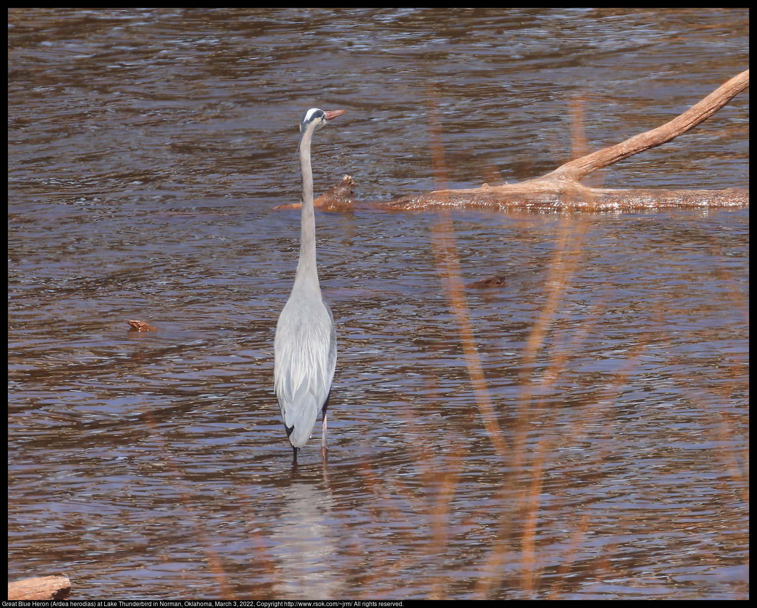 Great Blue Heron (Ardea herodias) at Lake Thunderbird in Norman, Oklahoma, March 3, 2022